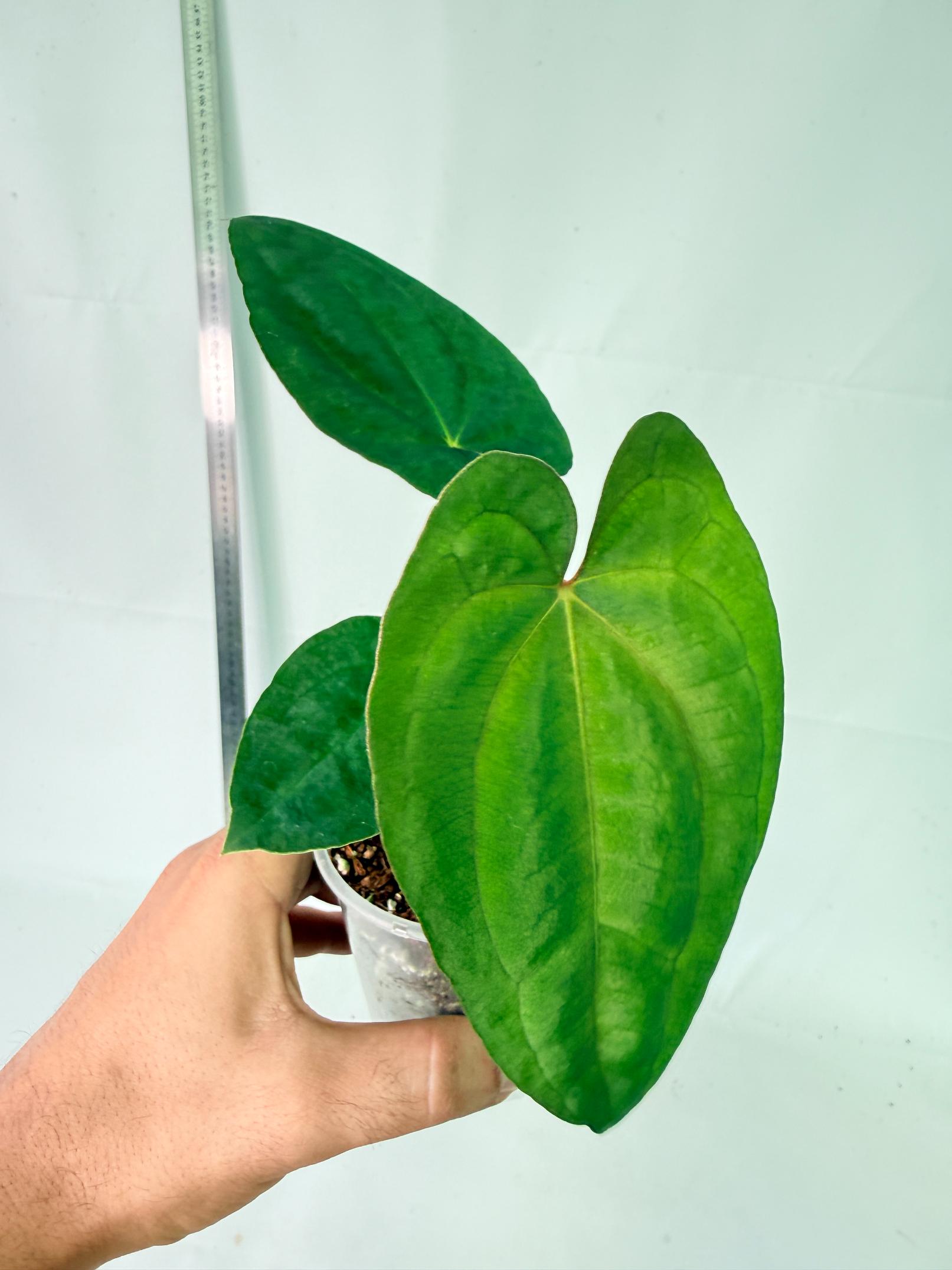 Anthurium Dark Phoenix 3