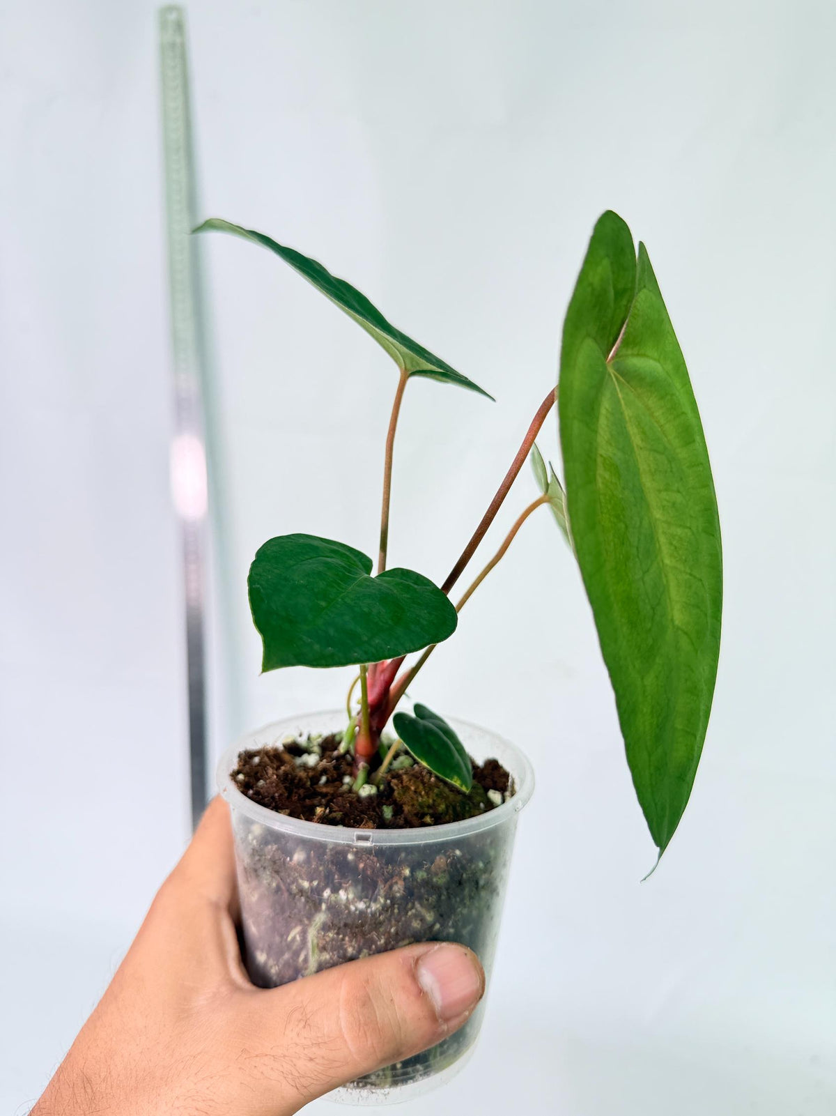 Anthurium Dark Phoenix 6