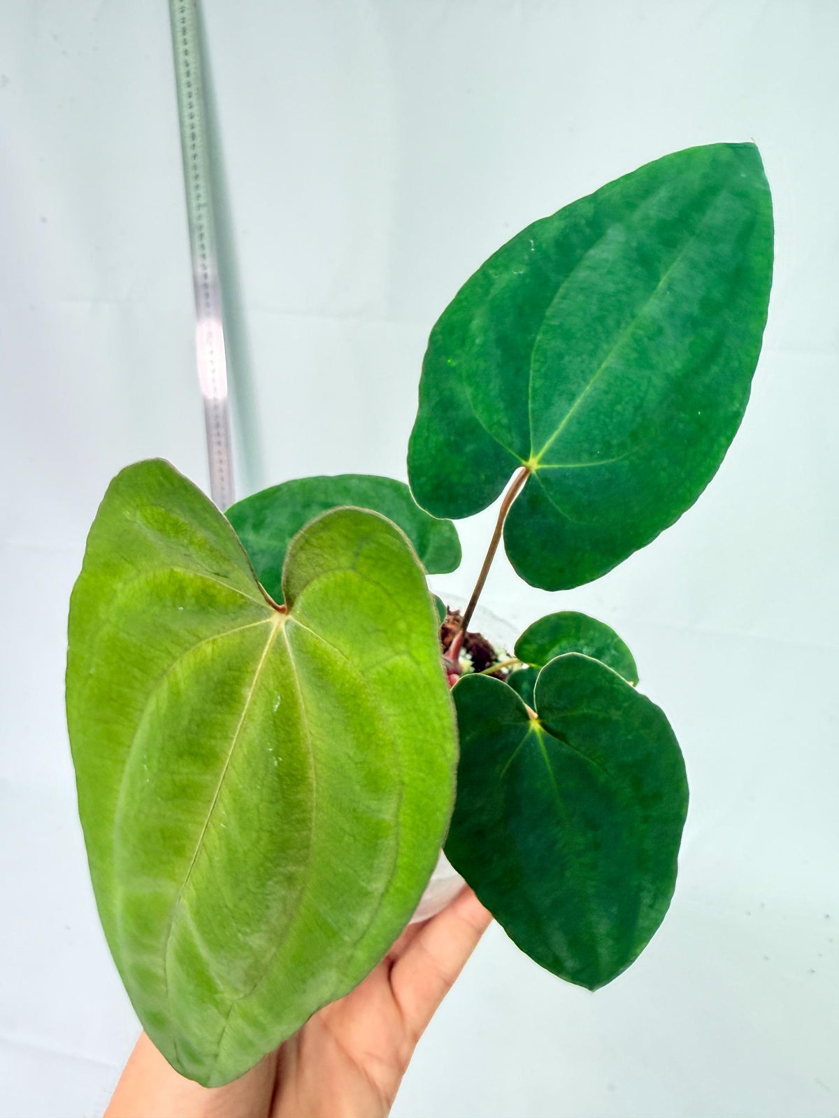 Anthurium Dark Phoenix 5