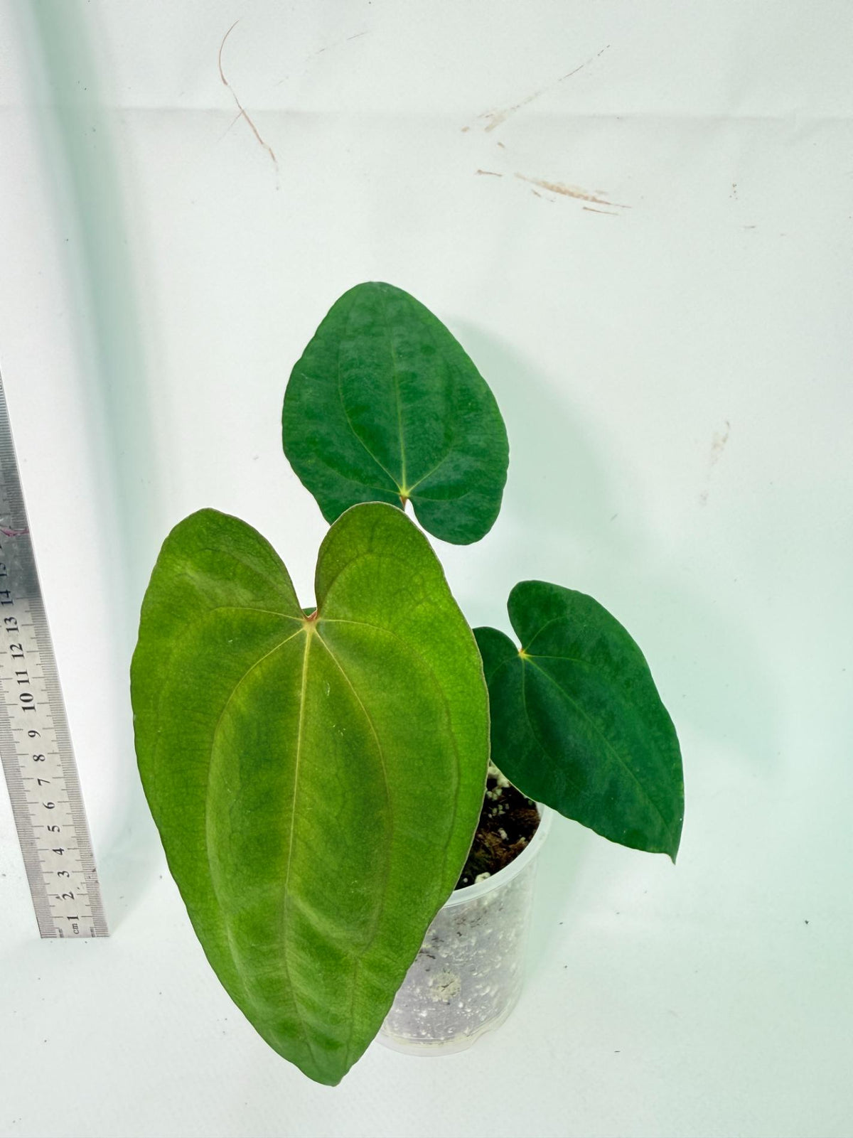 Anthurium Dark Phoenix 2