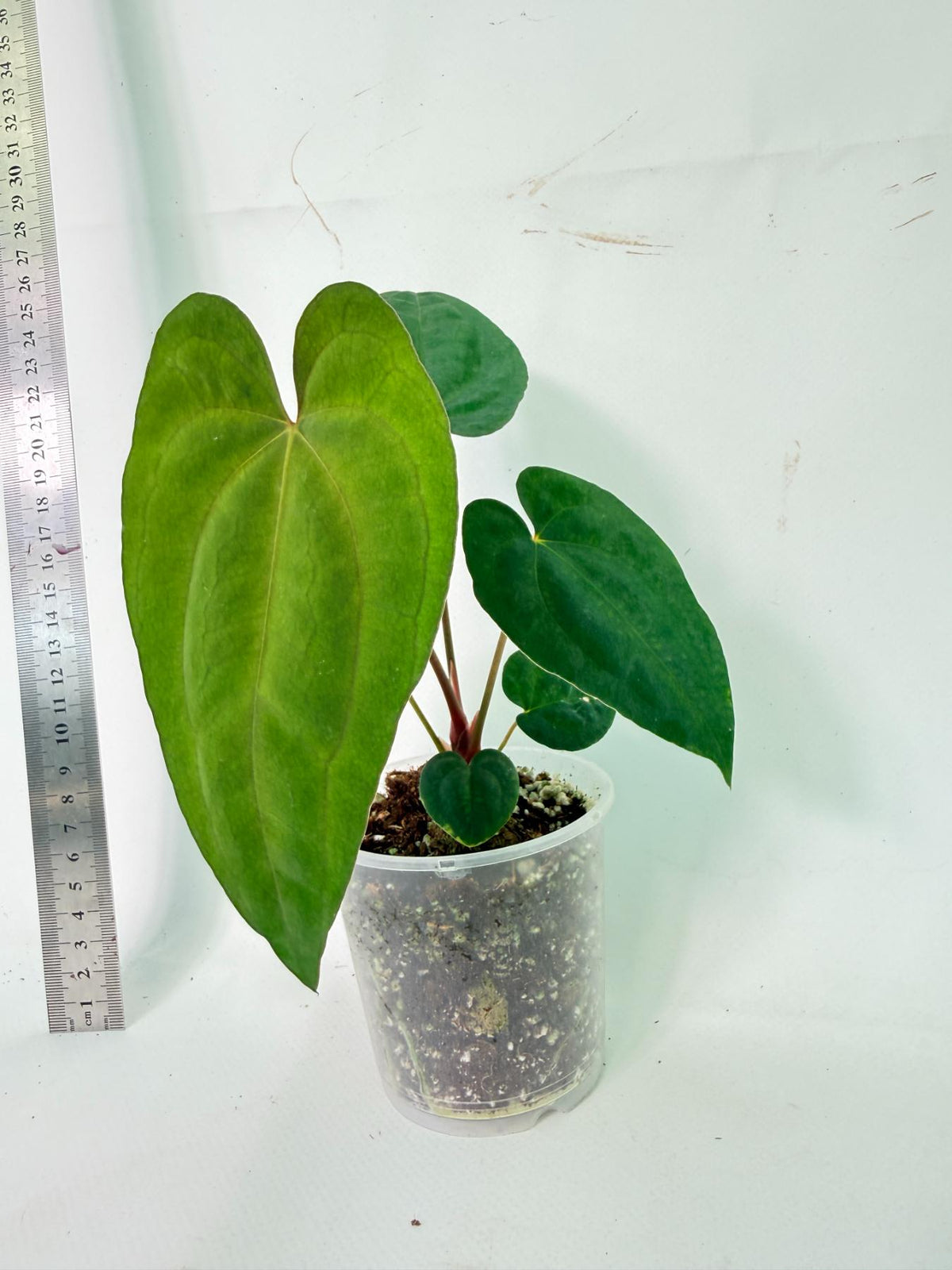 Anthurium Dark Phoenix 4