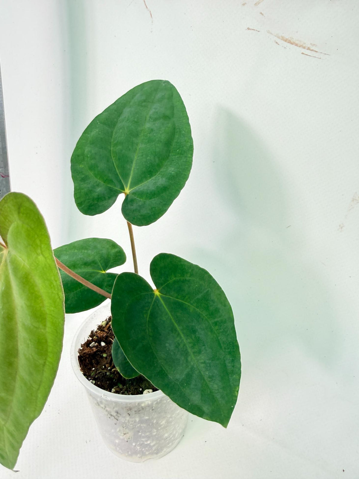 Anthurium Dark Phoenix 7