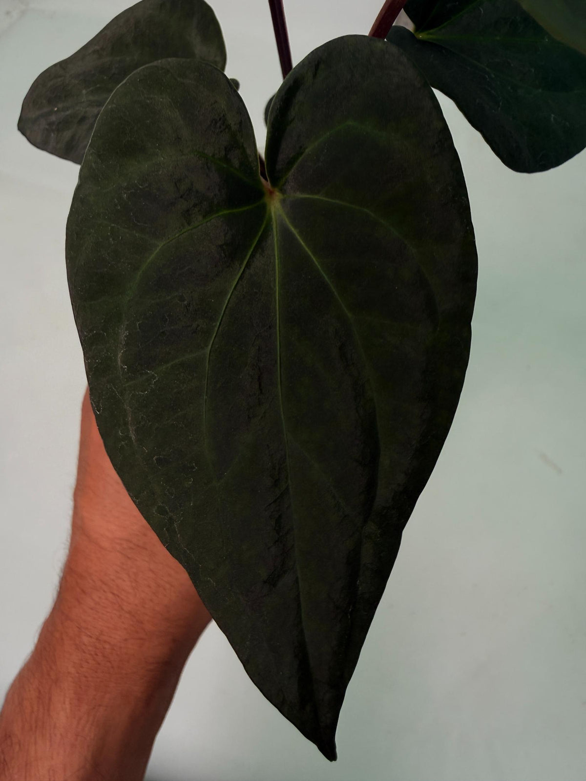 Anthurium Dark Phoenix 1