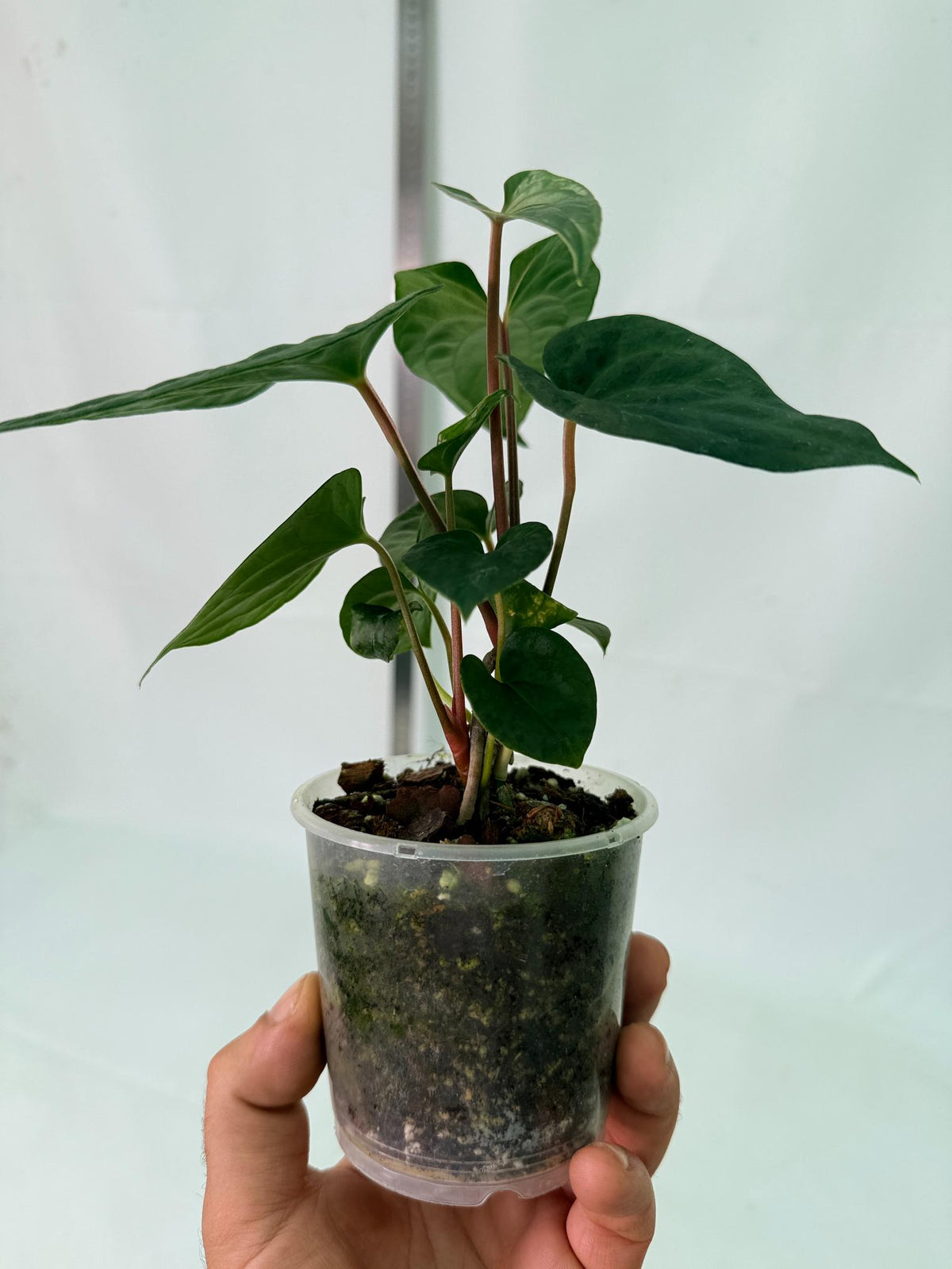 Anthurium Dark Phoenix 10