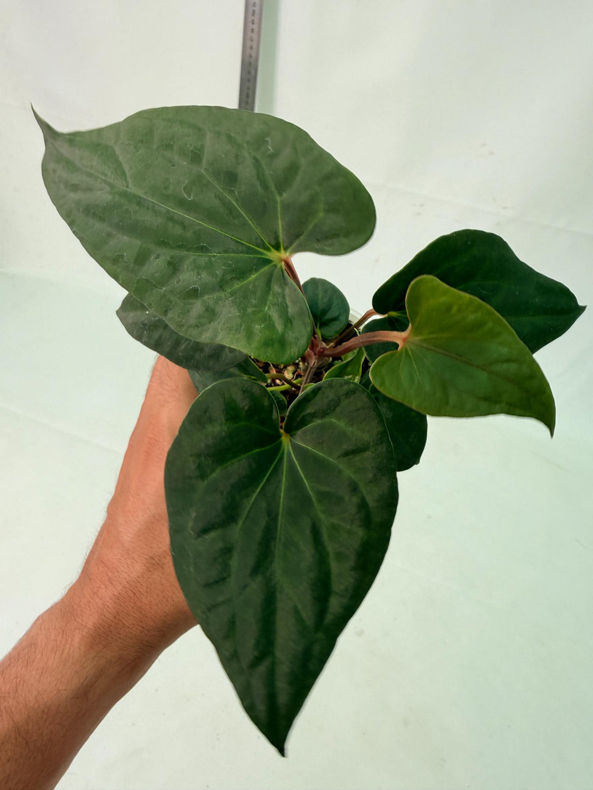 Anthurium Dark Phoenix 3