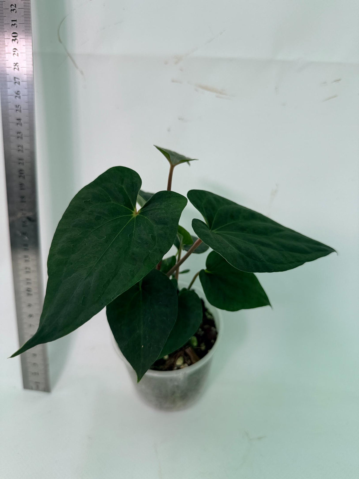 Anthurium Dark Phoenix 2