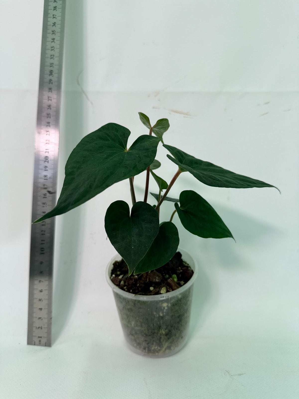 Anthurium Dark Phoenix 4