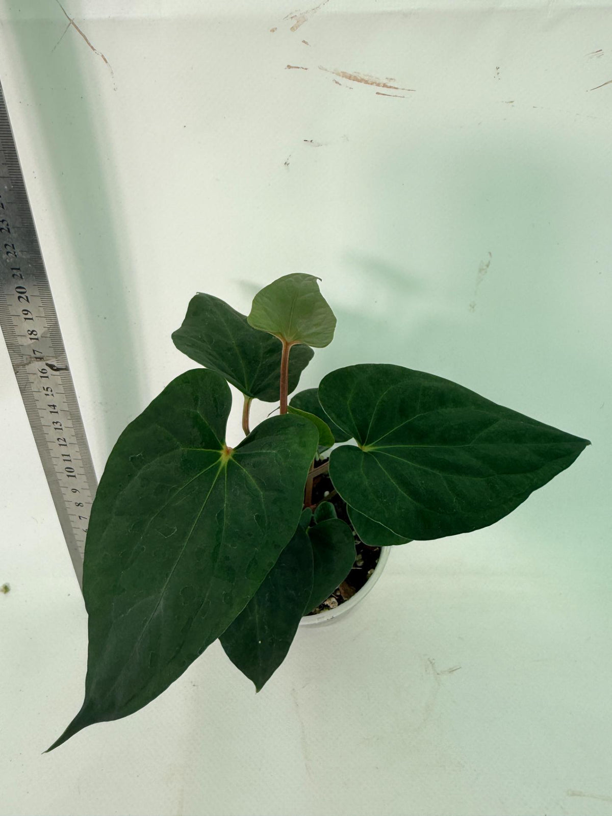 Anthurium Dark Phoenix 5