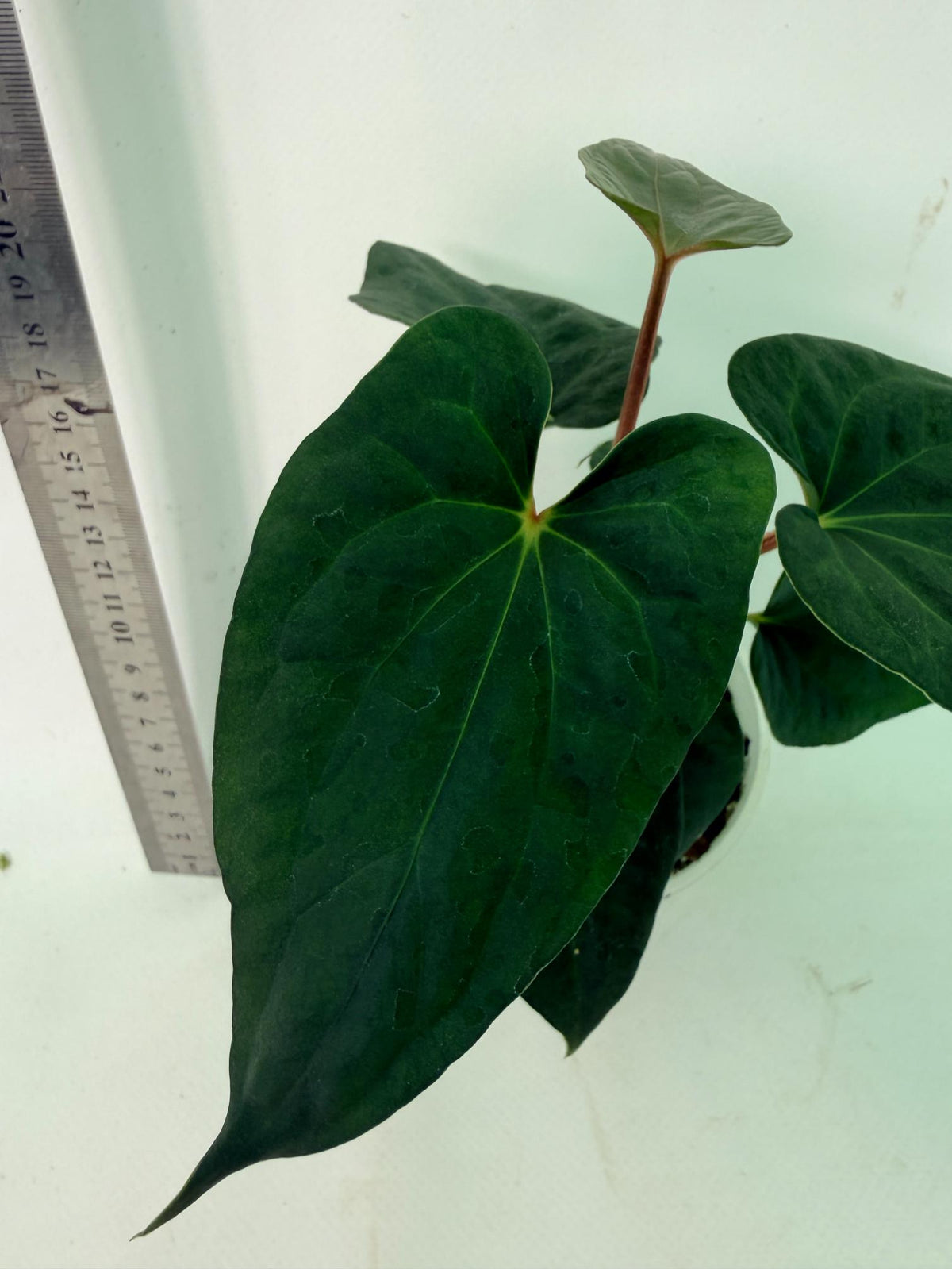 Anthurium Dark Phoenix 6