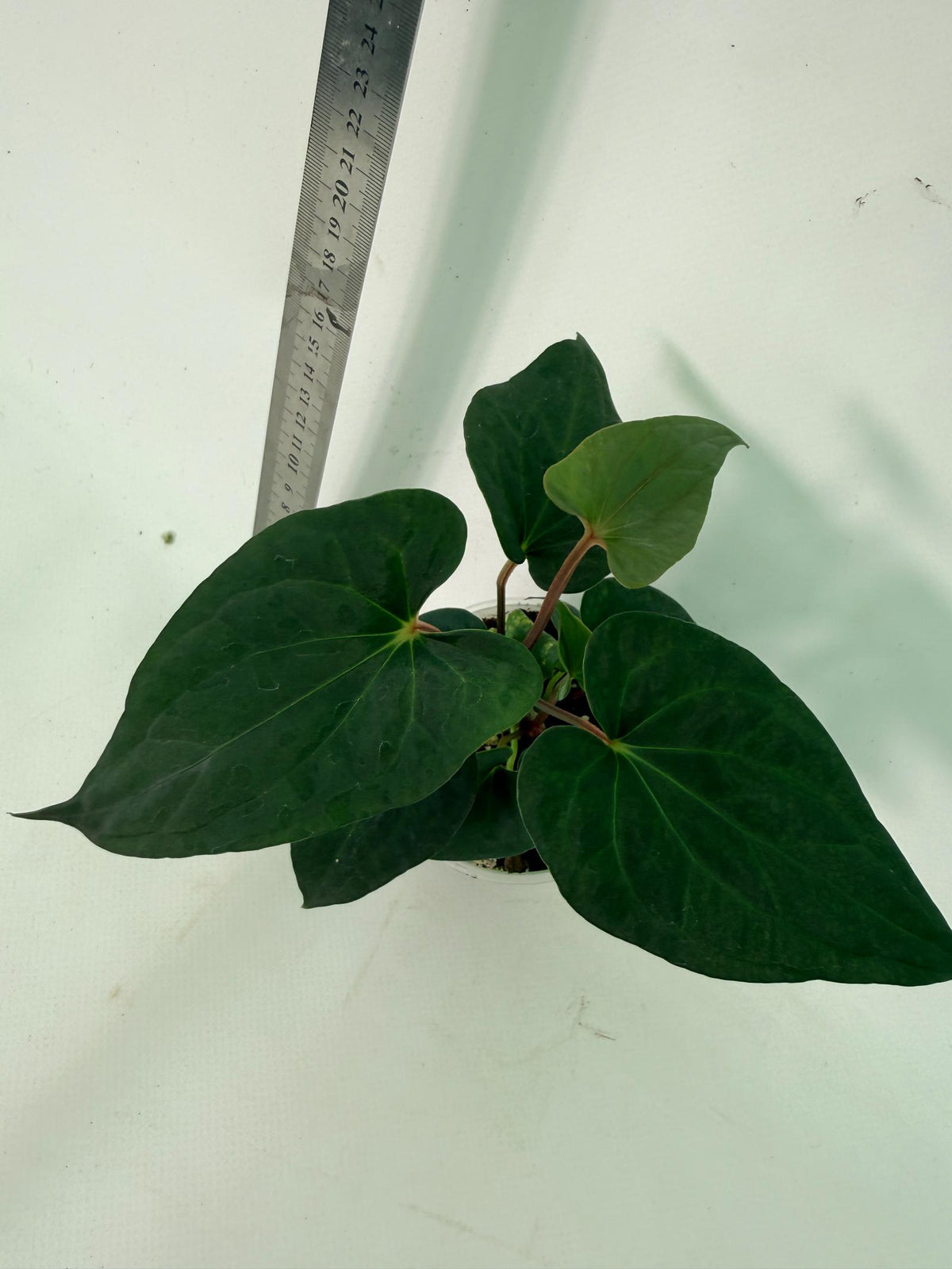 Anthurium Dark Phoenix 7