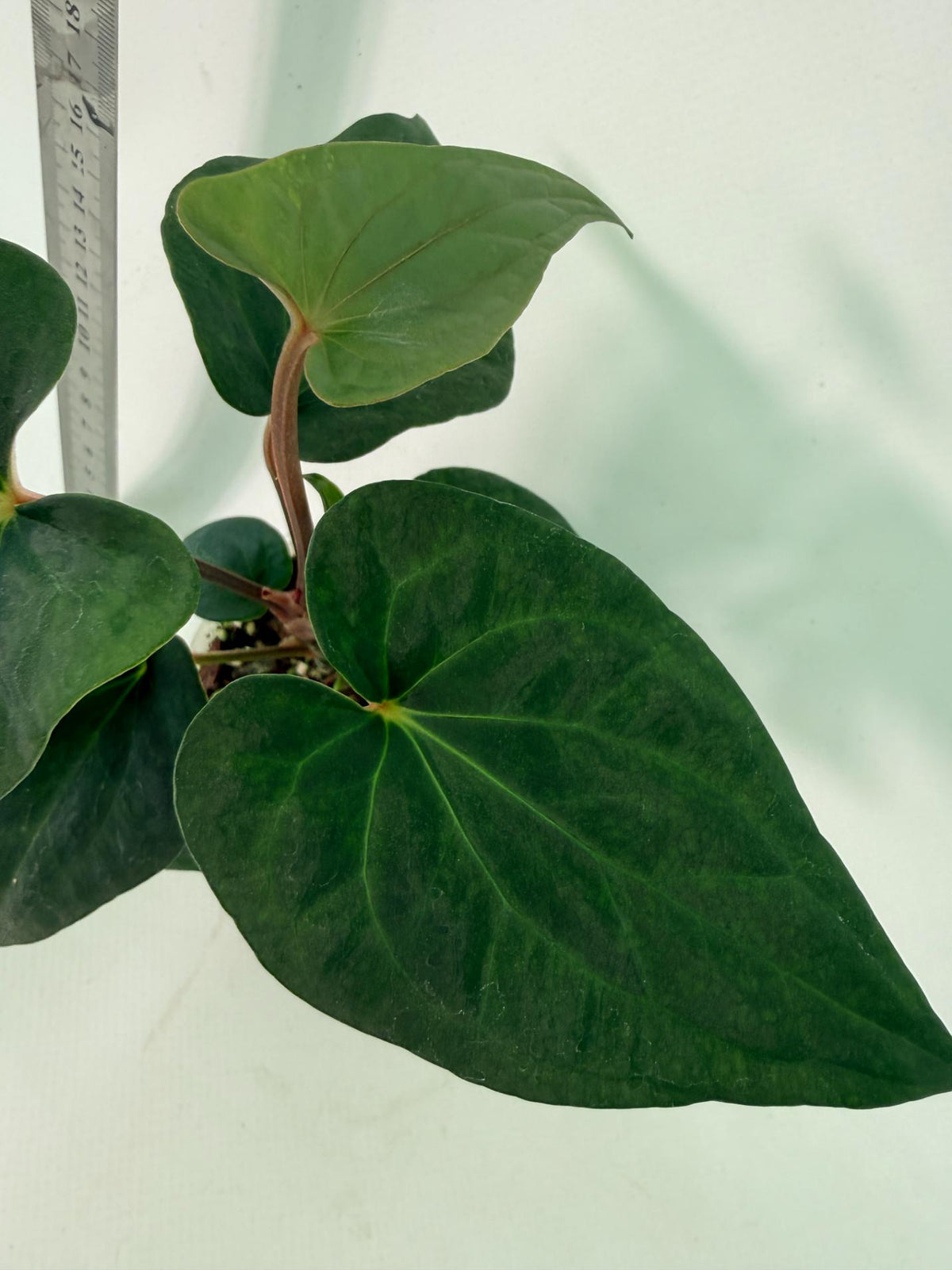 Anthurium Dark Phoenix 8