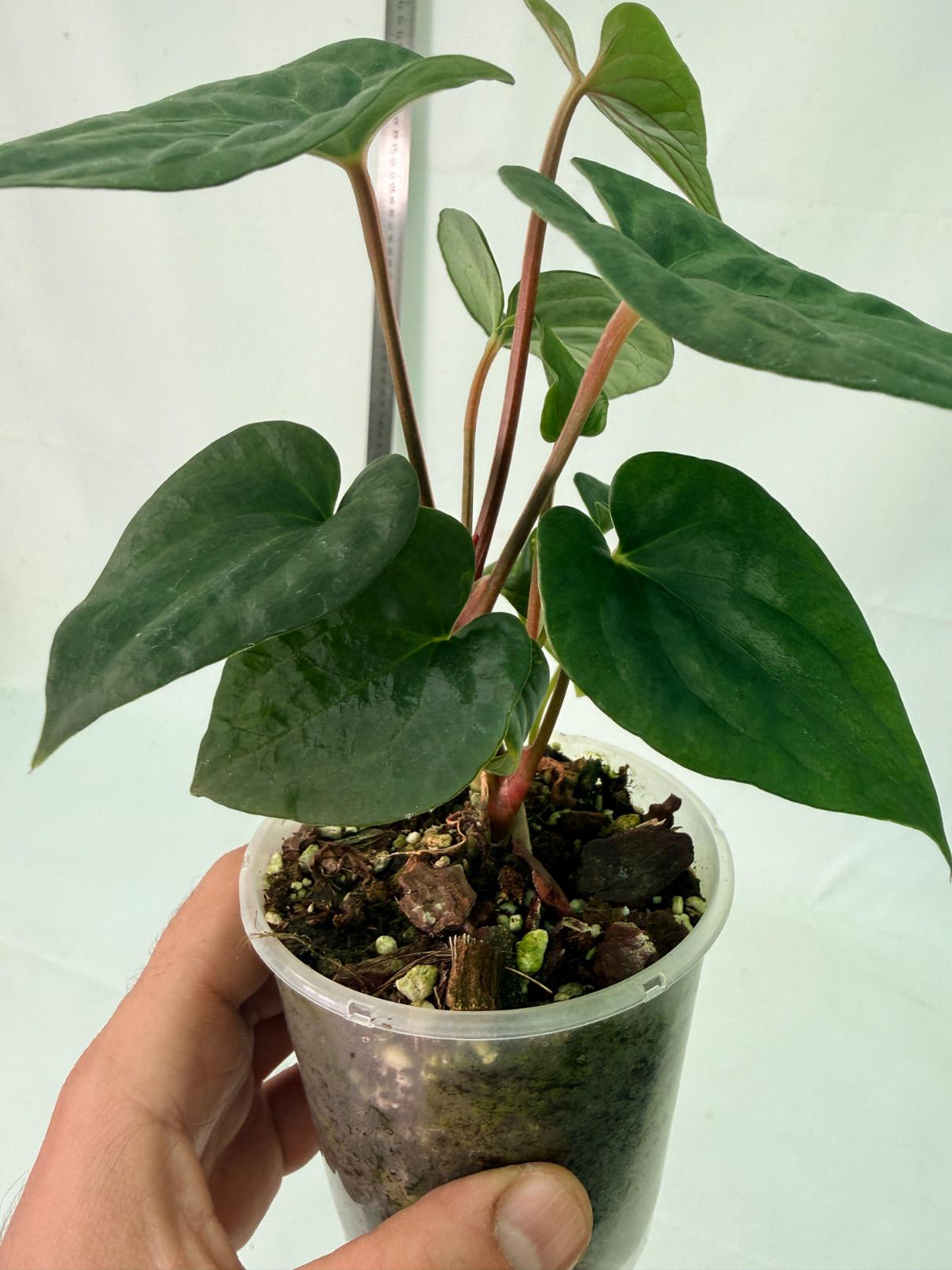 Anthurium Dark Phoenix 9