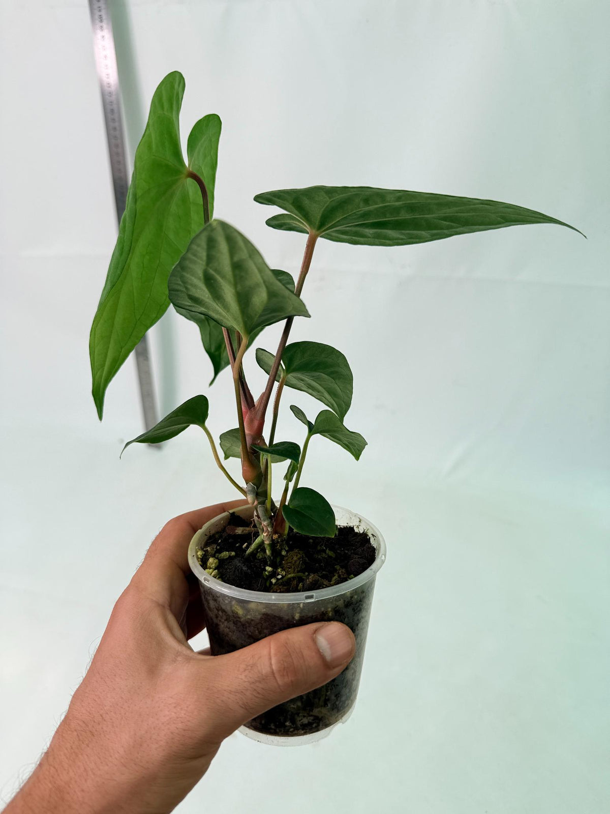 Anthurium Dark Phoenix 10