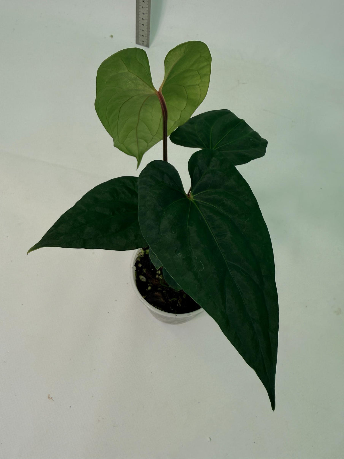 Anthurium Dark Phoenix 1
