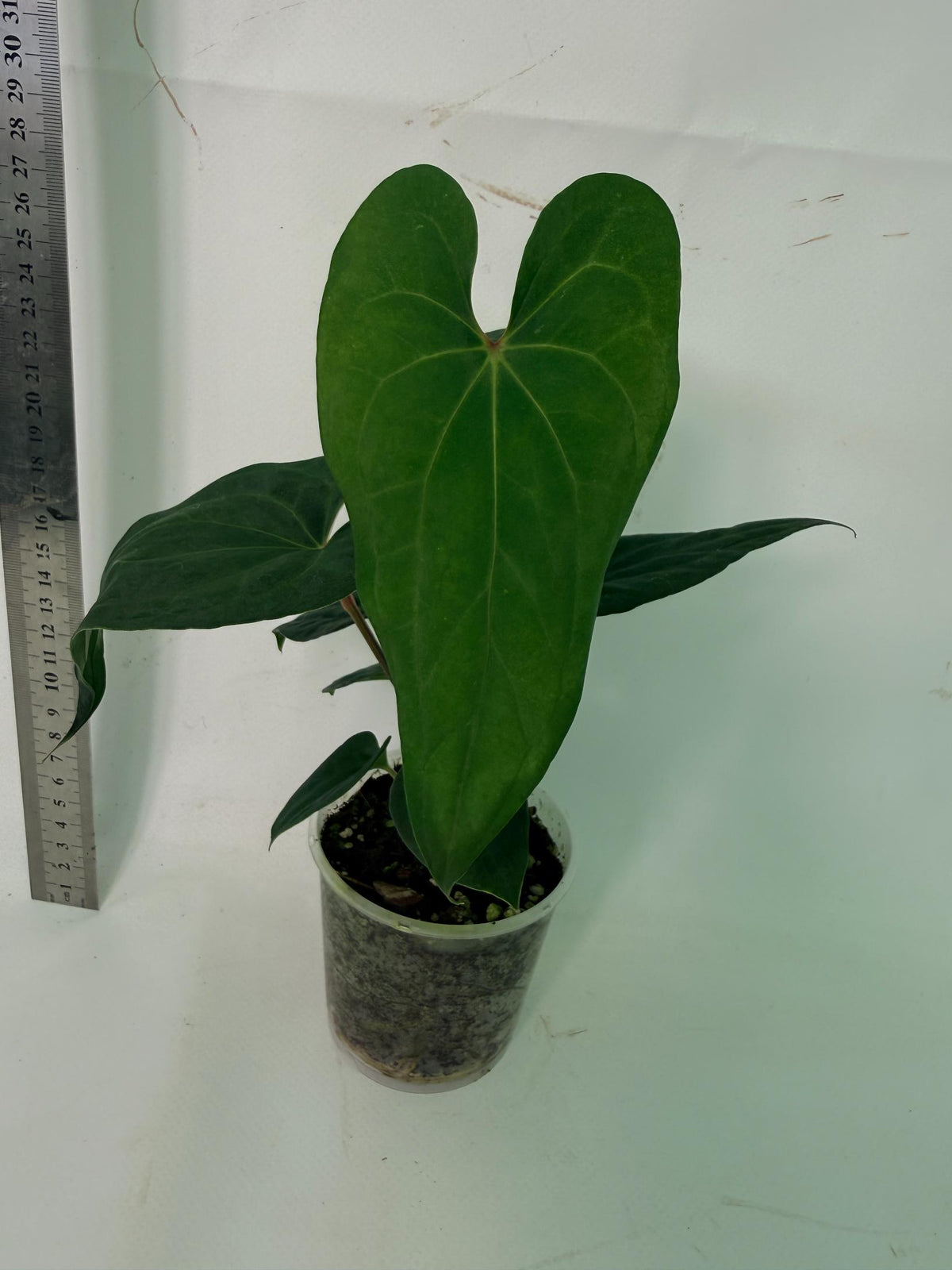 Anthurium Dark Phoenix 4