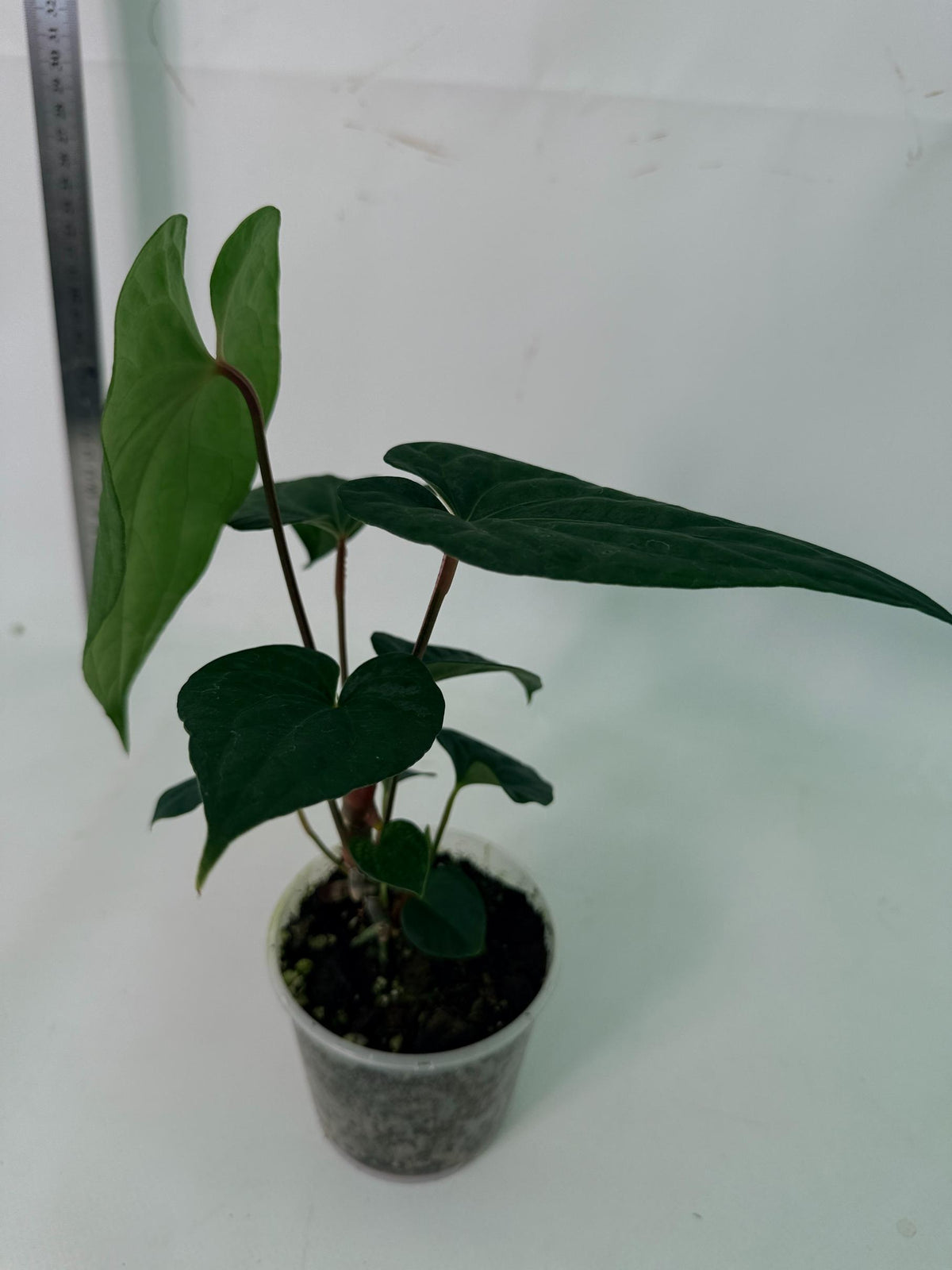 Anthurium Dark Phoenix 6