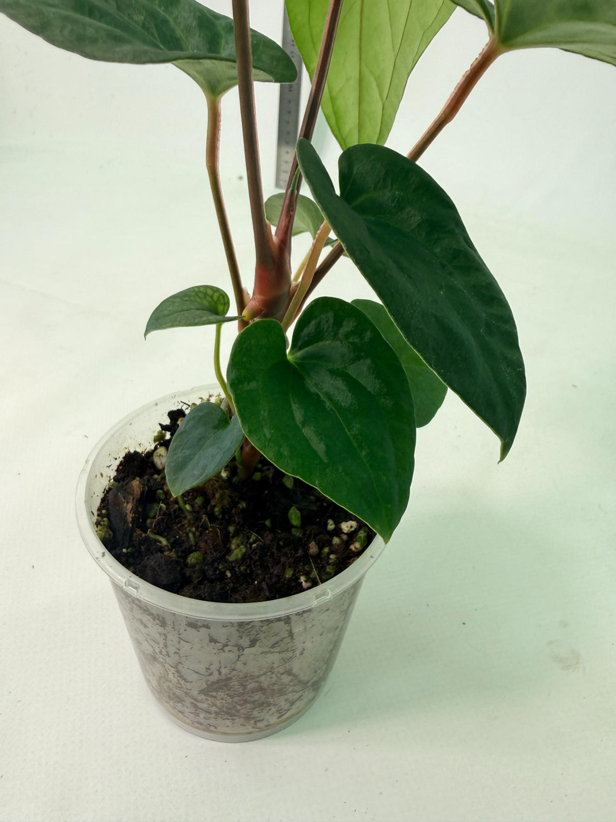 Anthurium Dark Phoenix 7