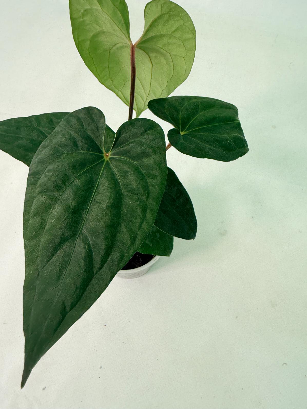 Anthurium Dark Phoenix 2