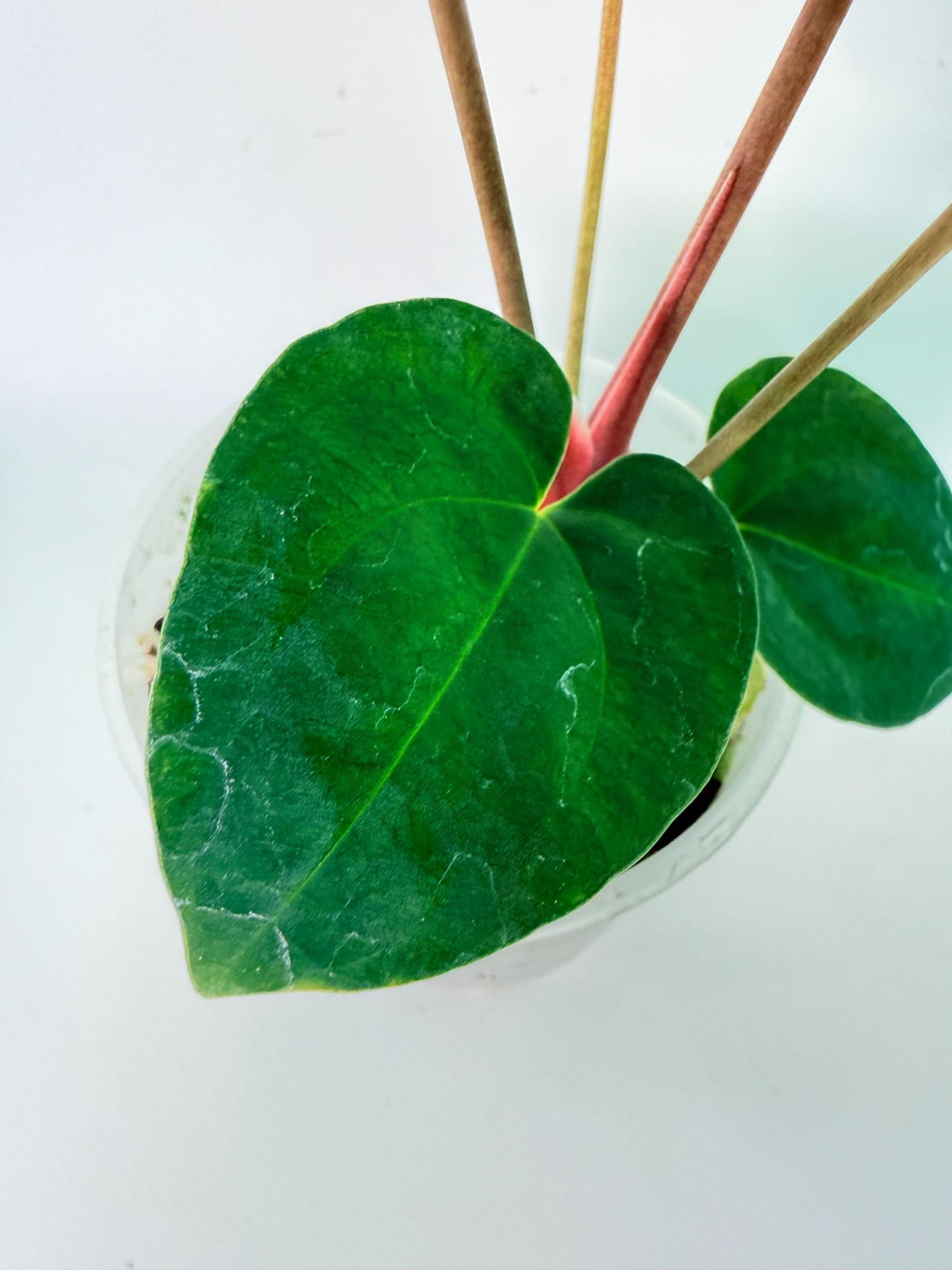 Anthurium Dark Phoenix 08