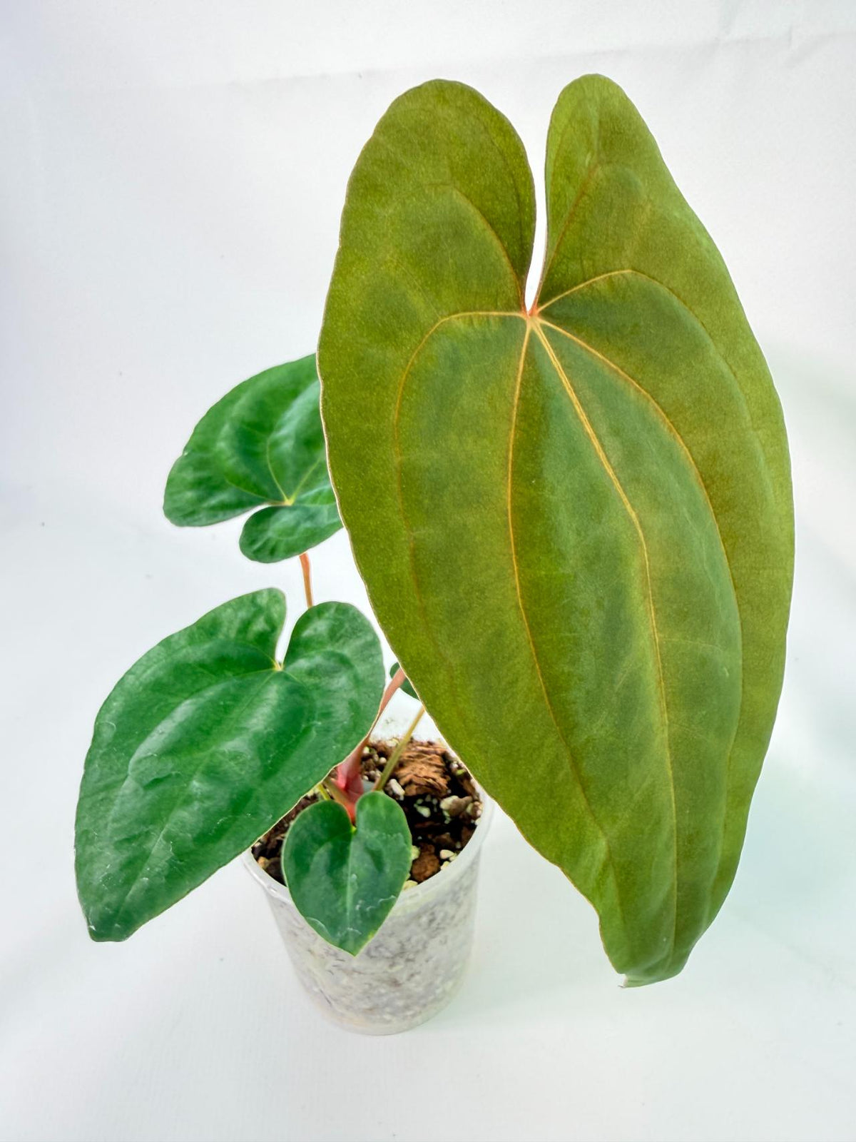 Anthurium Dark Phoenix 09