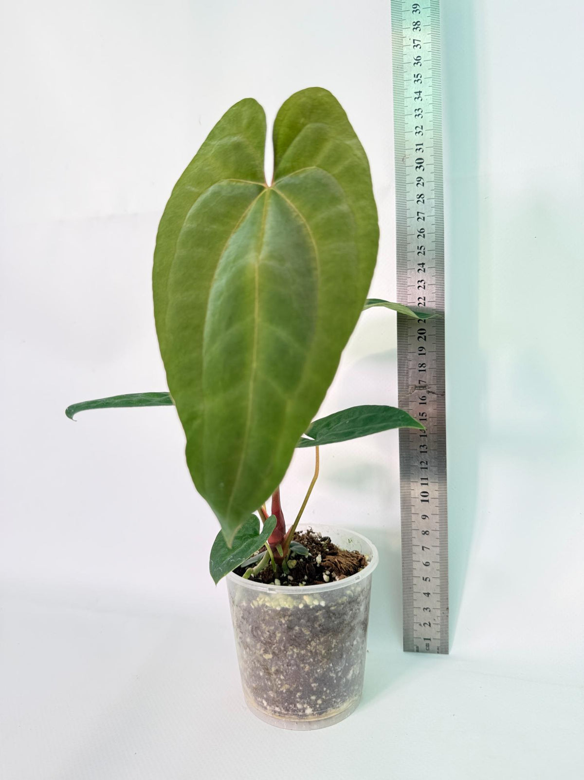 Anthurium Dark Phoenix 10