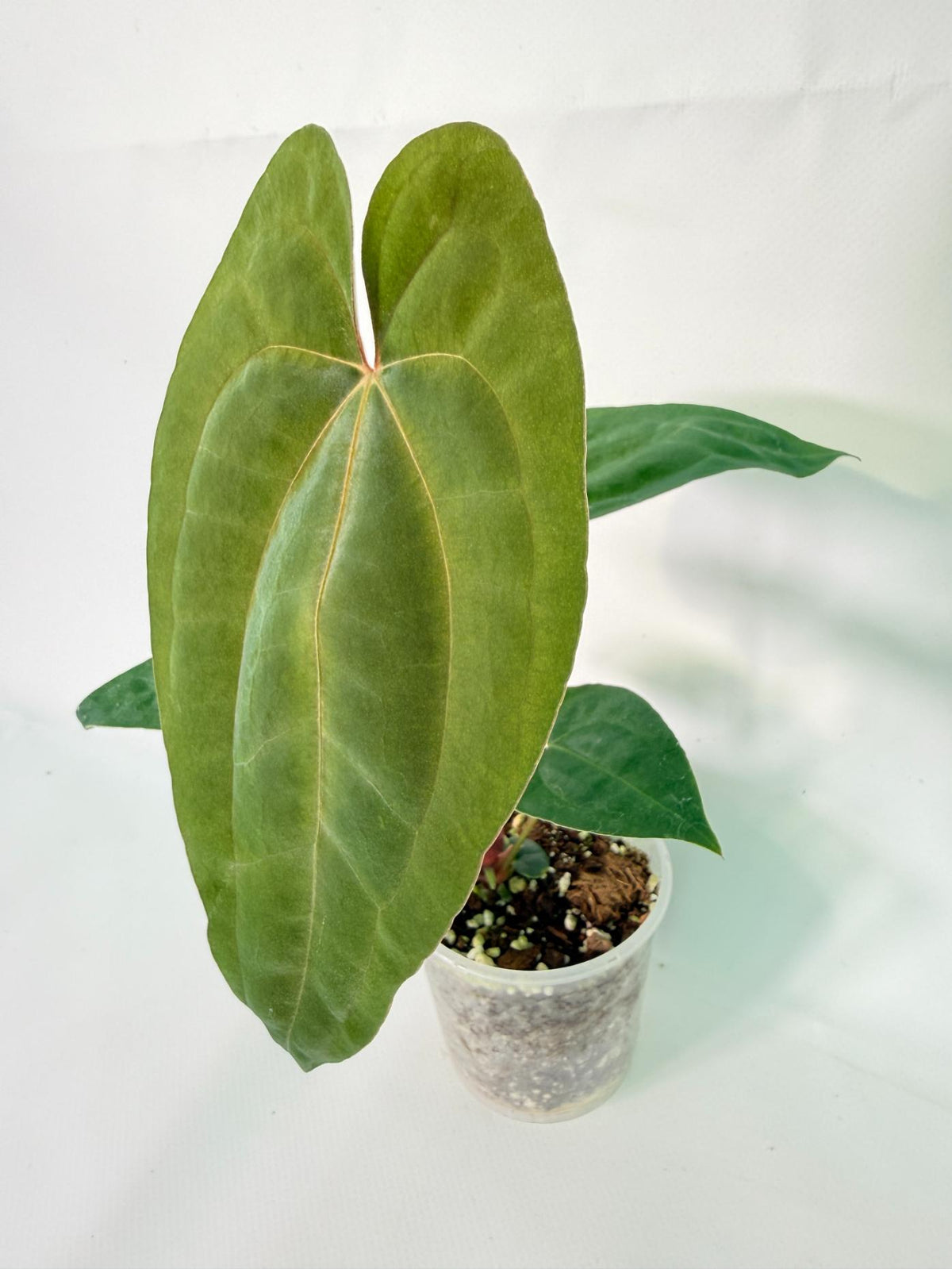 Anthurium Dark Phoenix 01