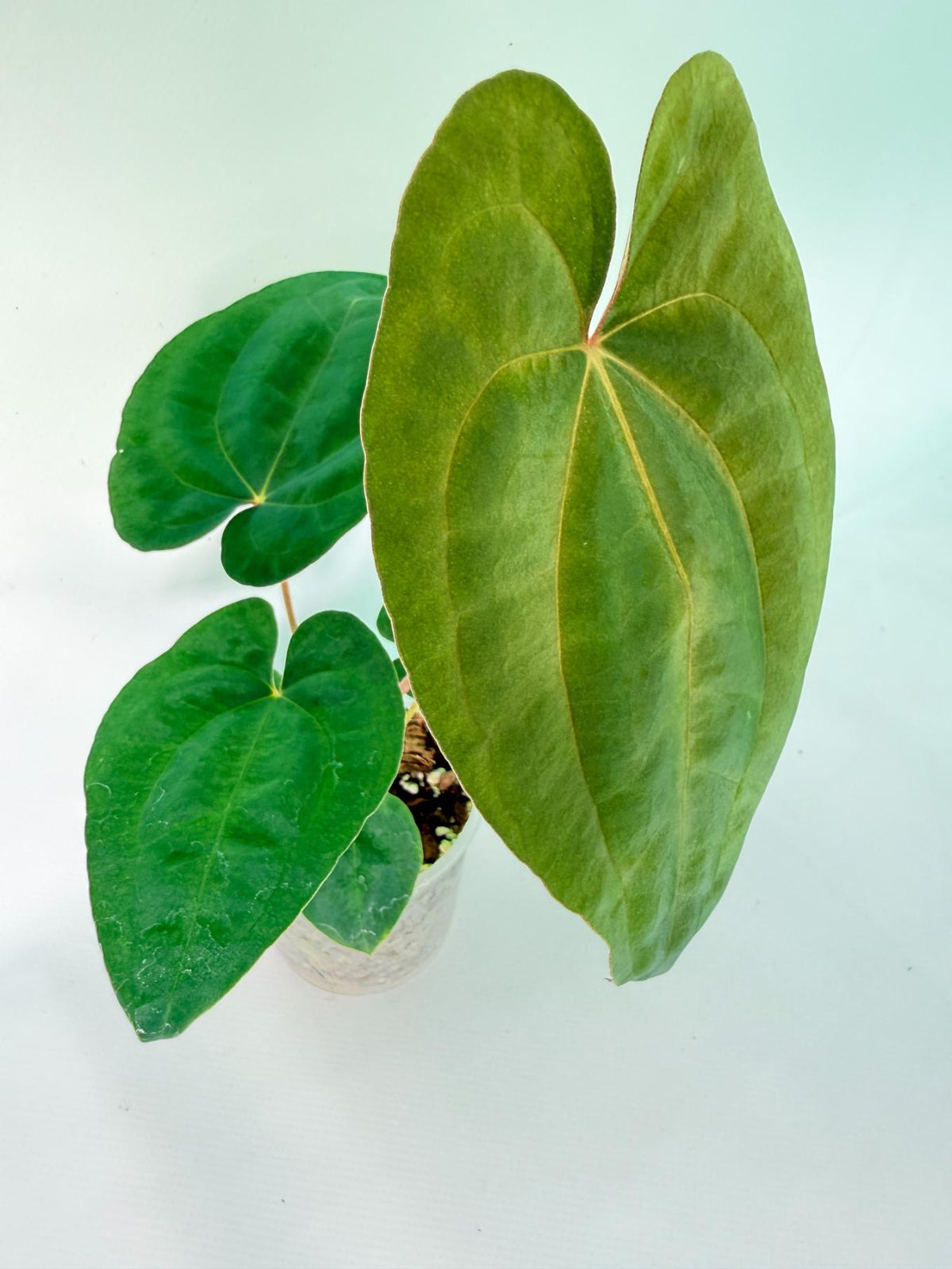 Anthurium Dark Phoenix 02