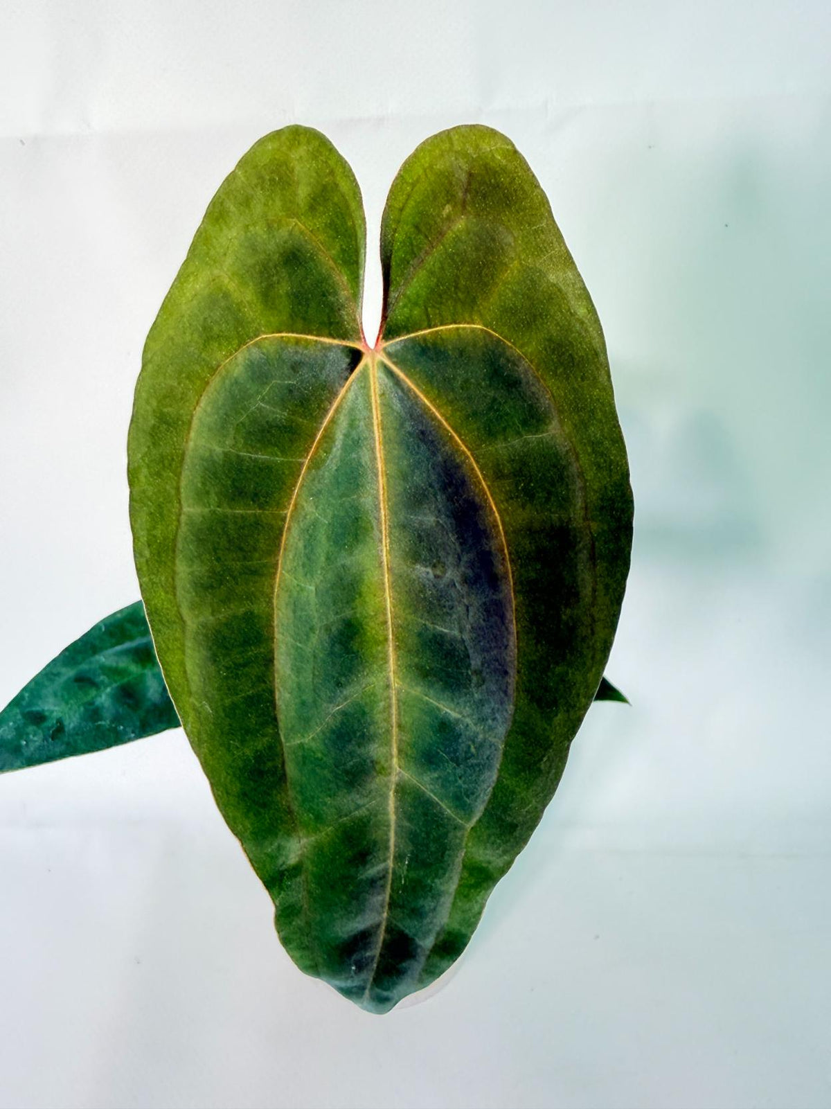 Anthurium Dark Phoenix 03