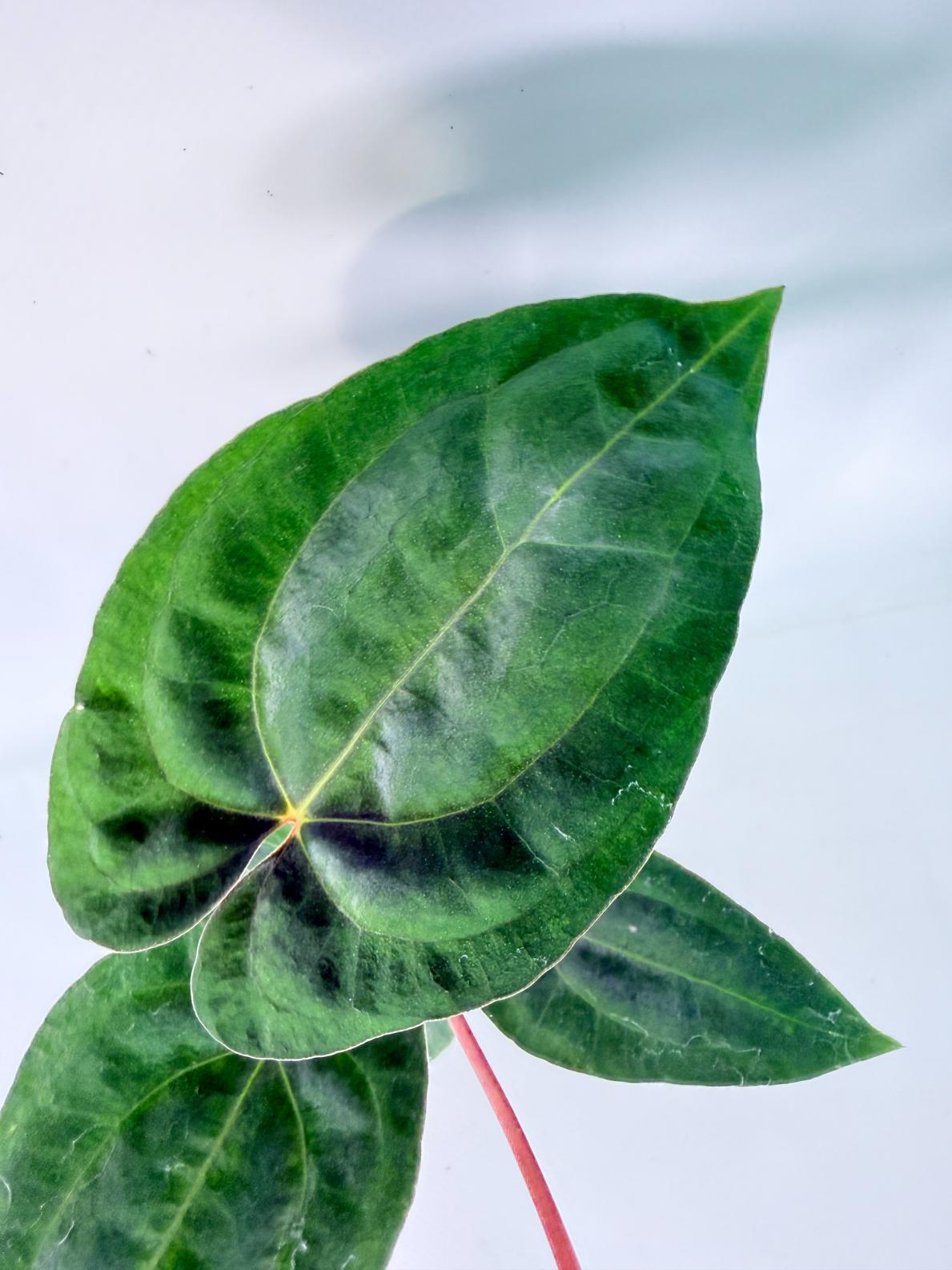Anthurium Dark Phoenix 04