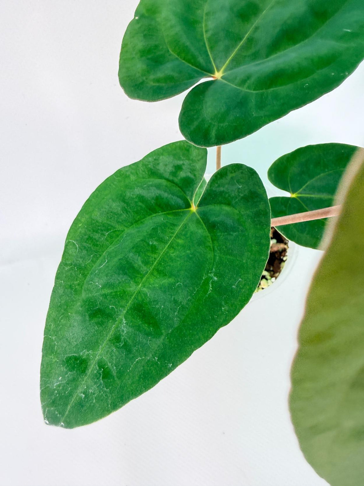 Anthurium Dark Phoenix 05