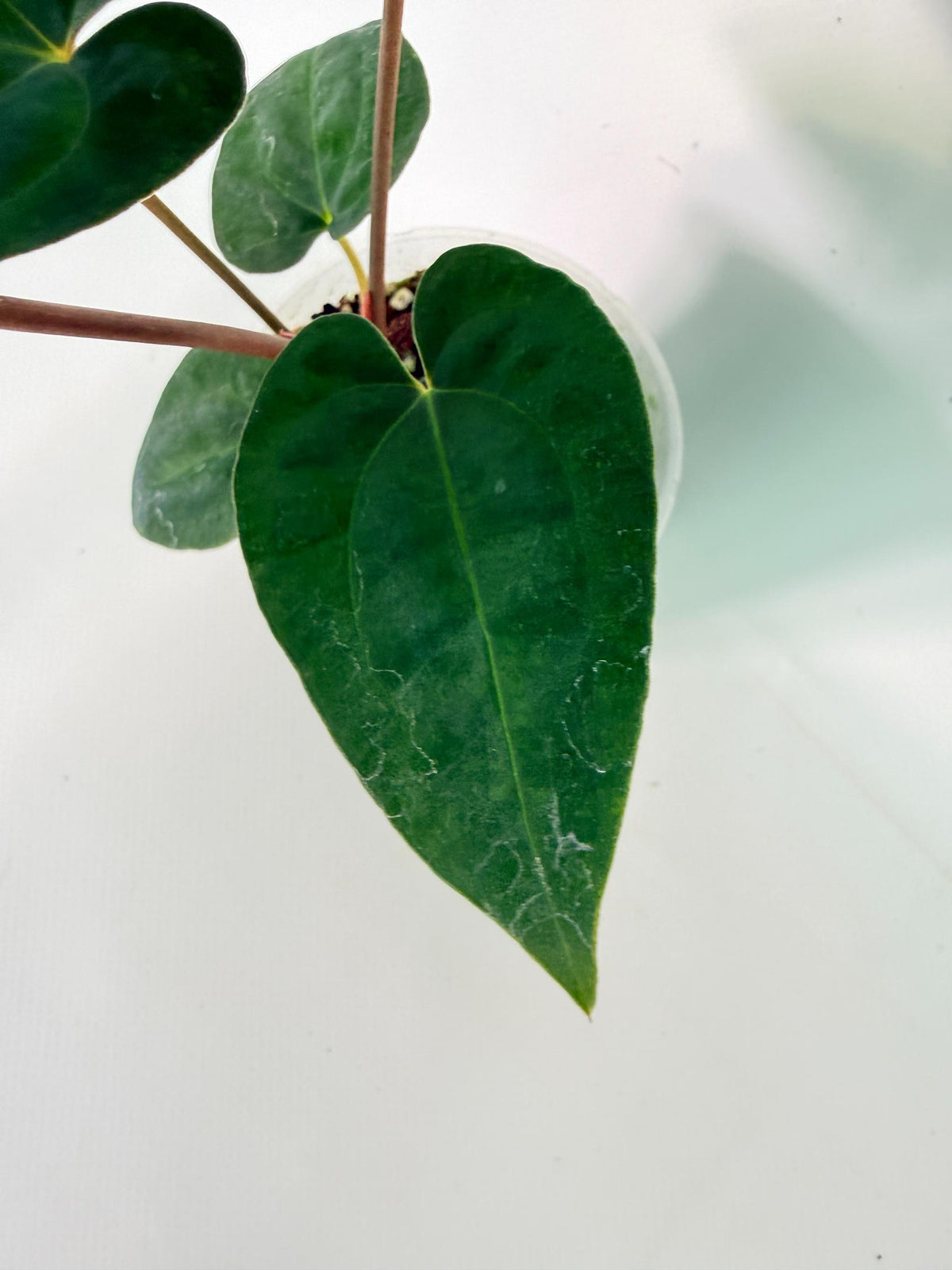 Anthurium Dark Phoenix 06