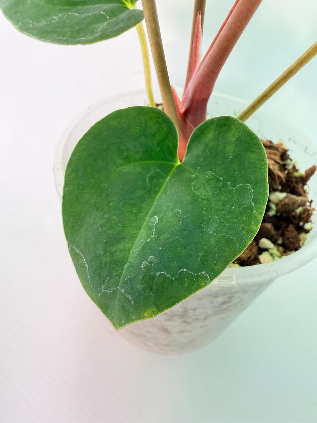 Anthurium Dark Phoenix 07