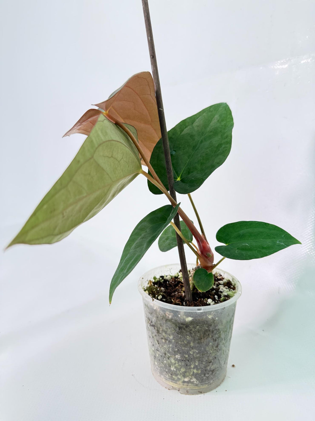 Anthurium Dark Phoenix 03