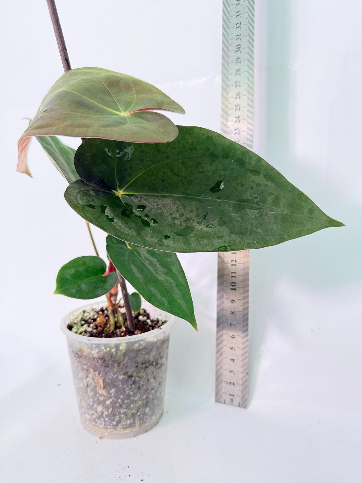 Anthurium Dark Phoenix 09