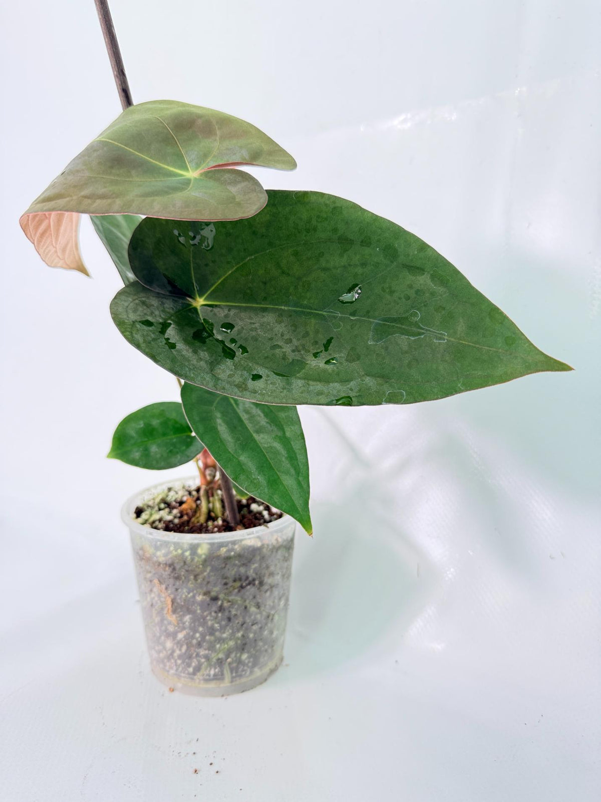 Anthurium Dark Phoenix 01