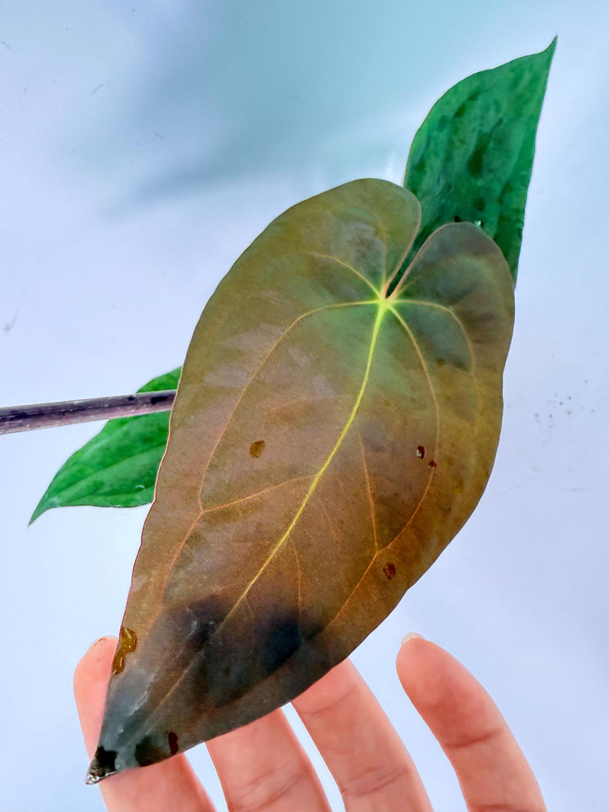 Anthurium Dark Phoenix 02