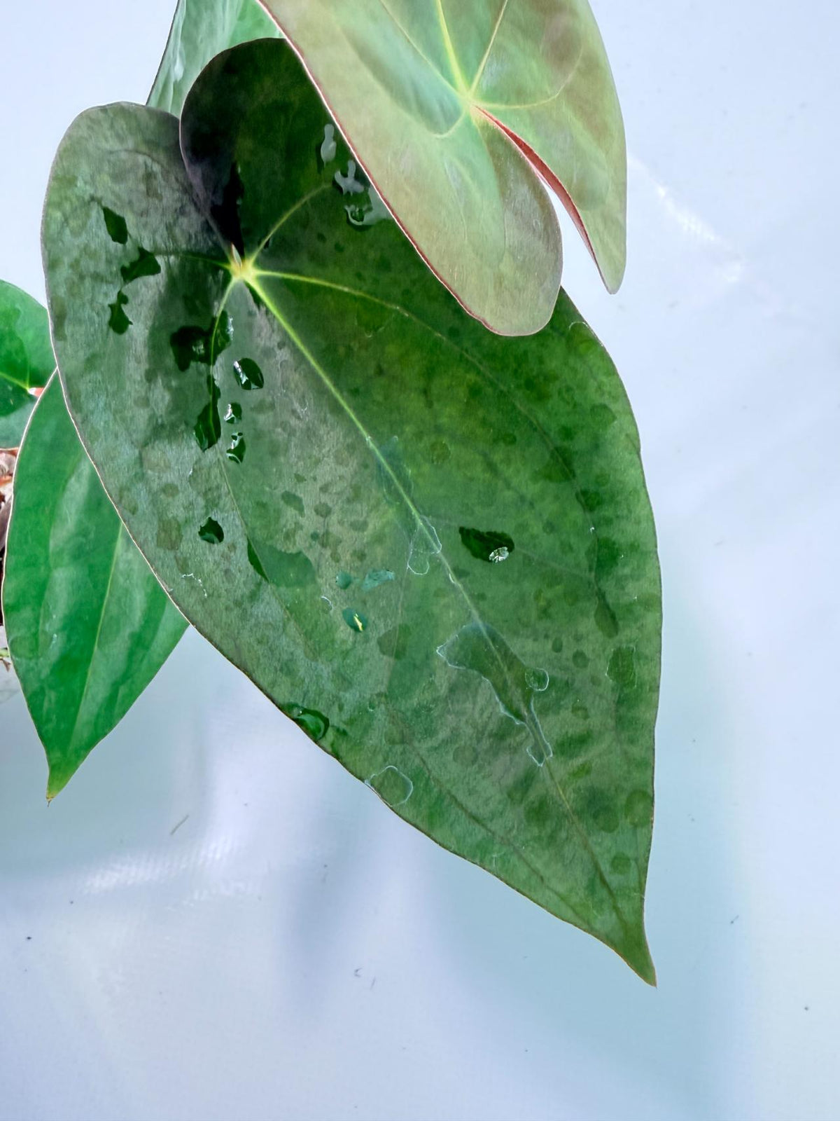 Anthurium Dark Phoenix 04