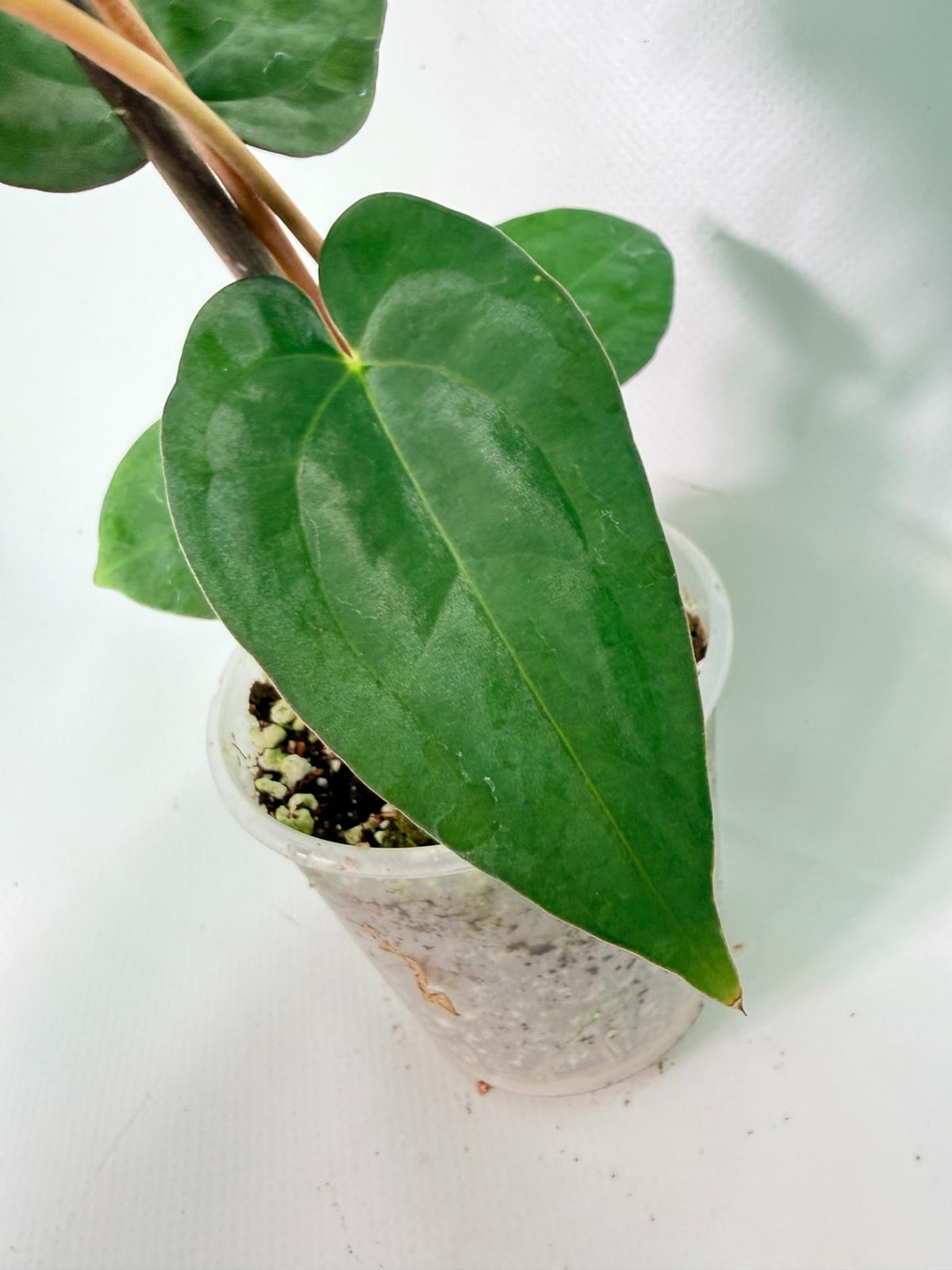 Anthurium Dark Phoenix 5