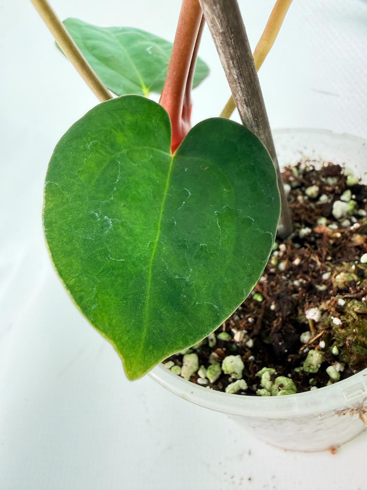 Anthurium Dark Phoenix 06