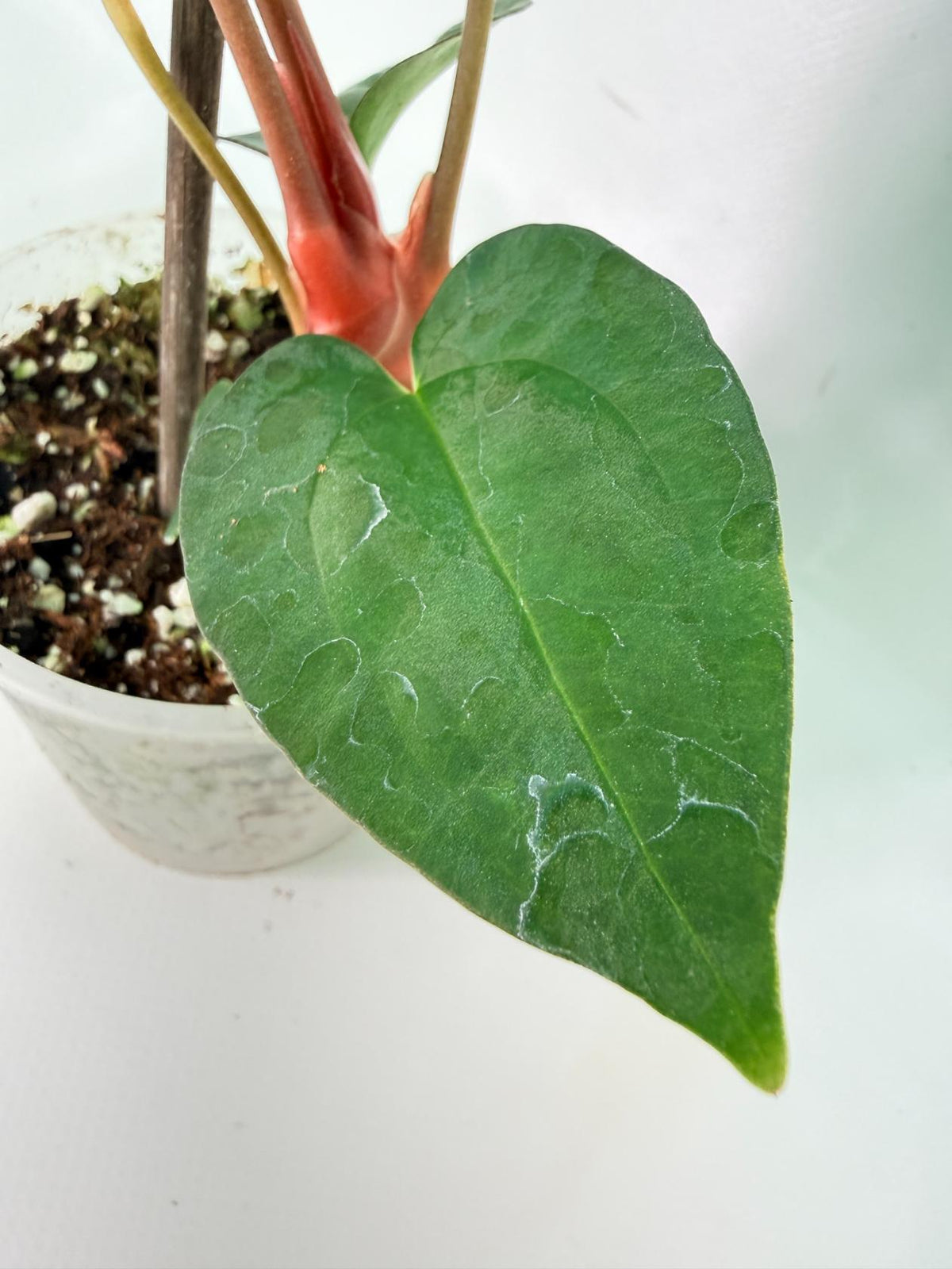 Anthurium Dark Phoenix 07
