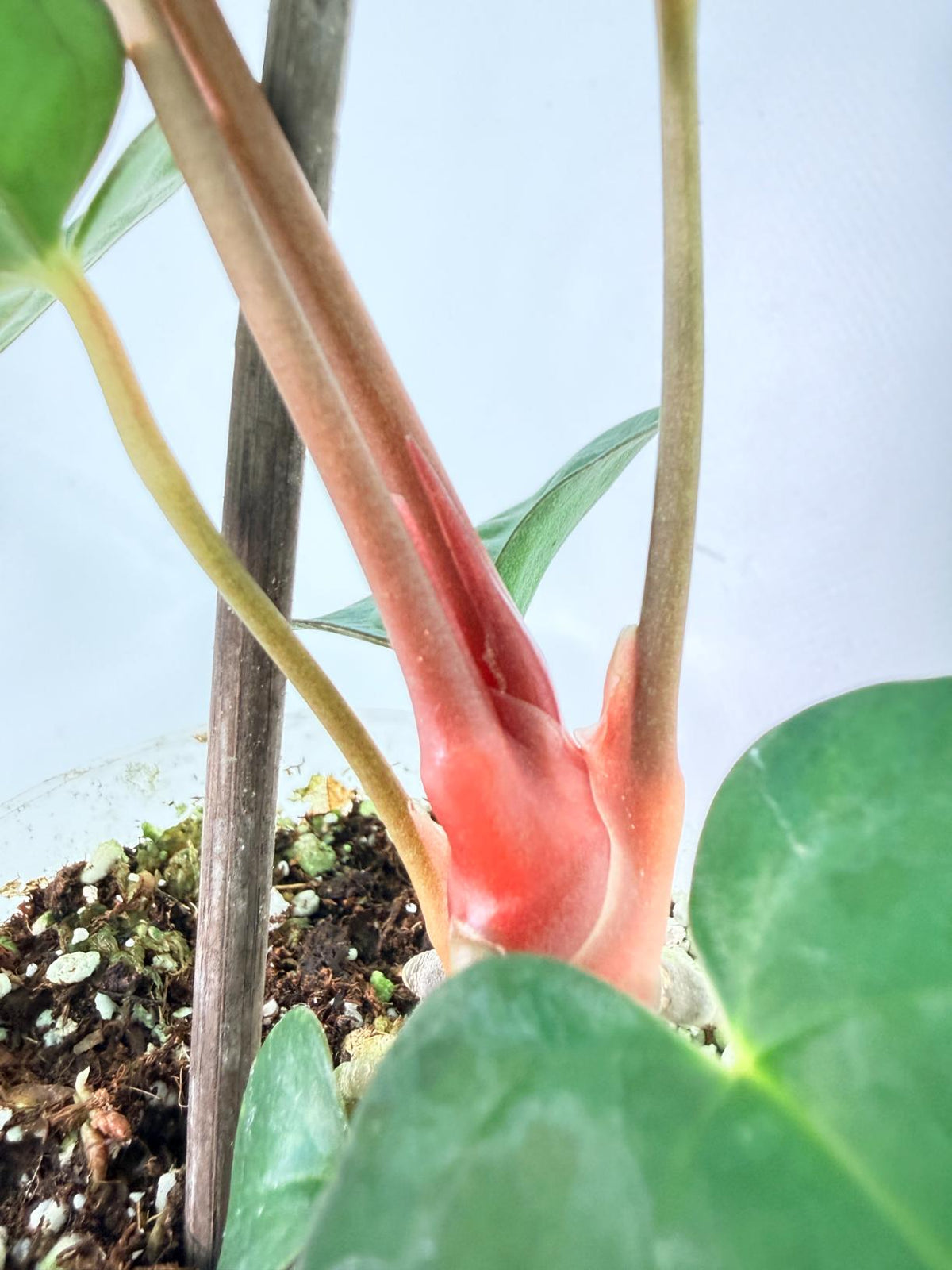 Anthurium Dark Phoenix 08