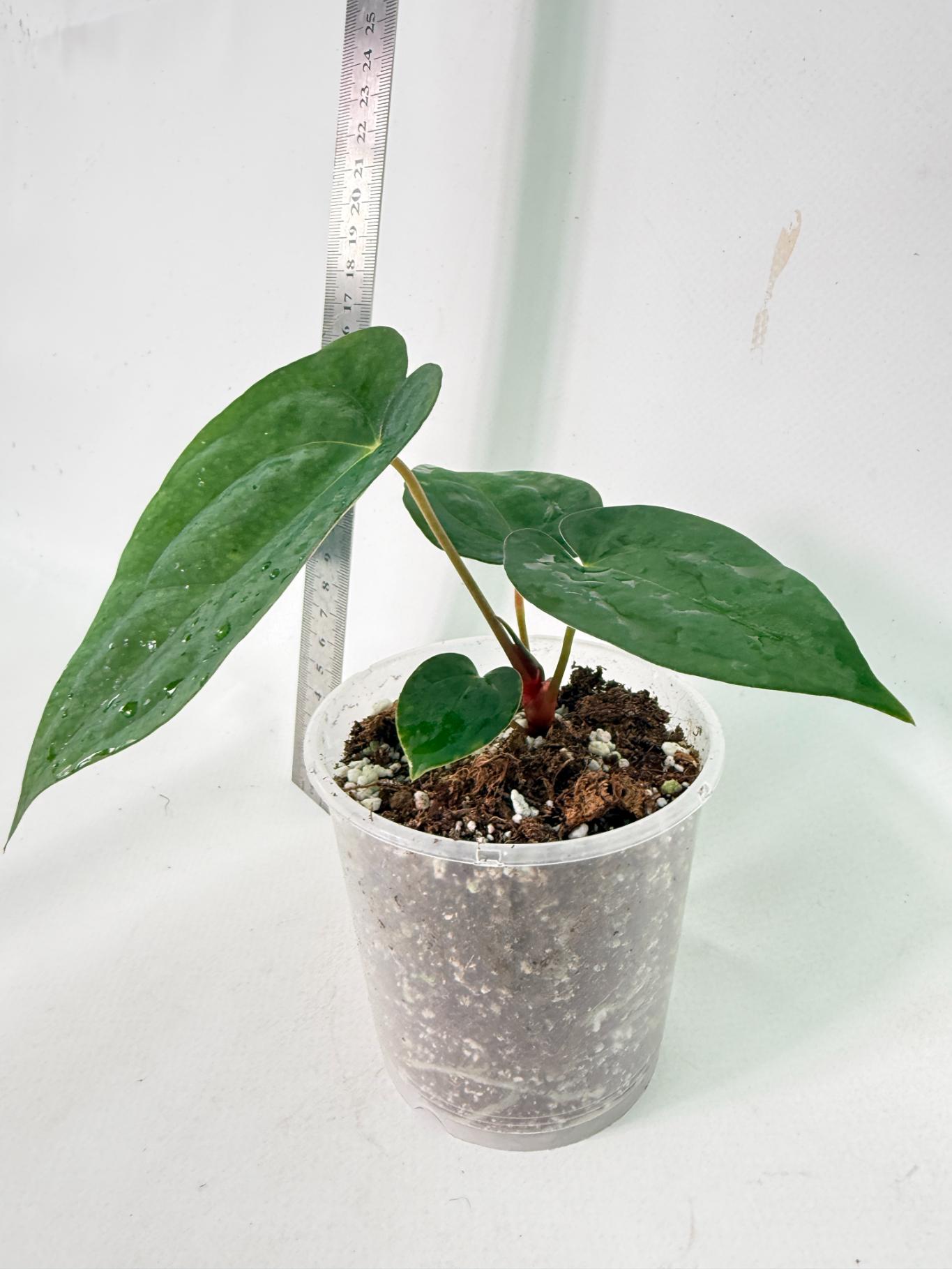 Anthurium Dark Phoenix 3