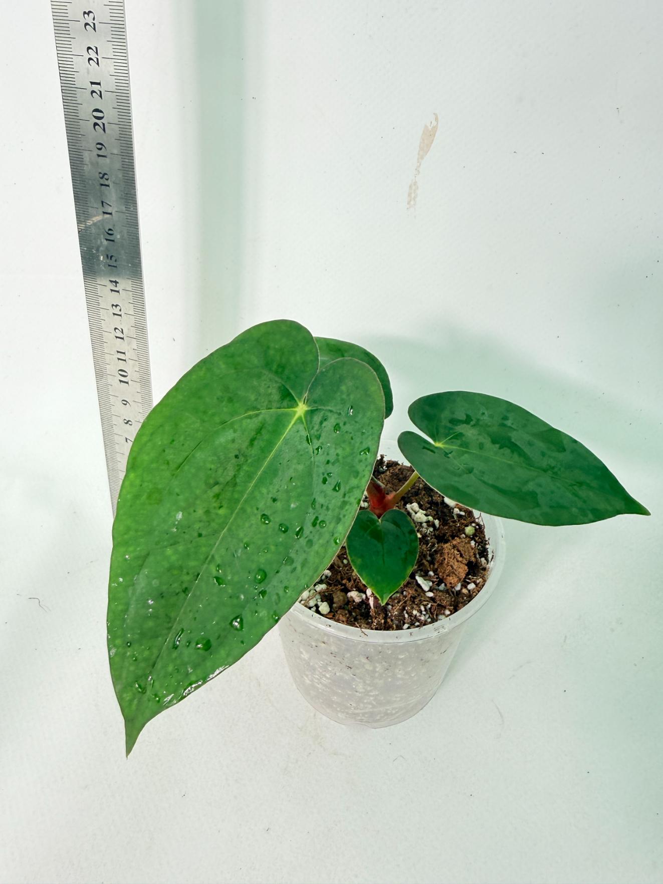 Anthurium Dark Phoenix 9