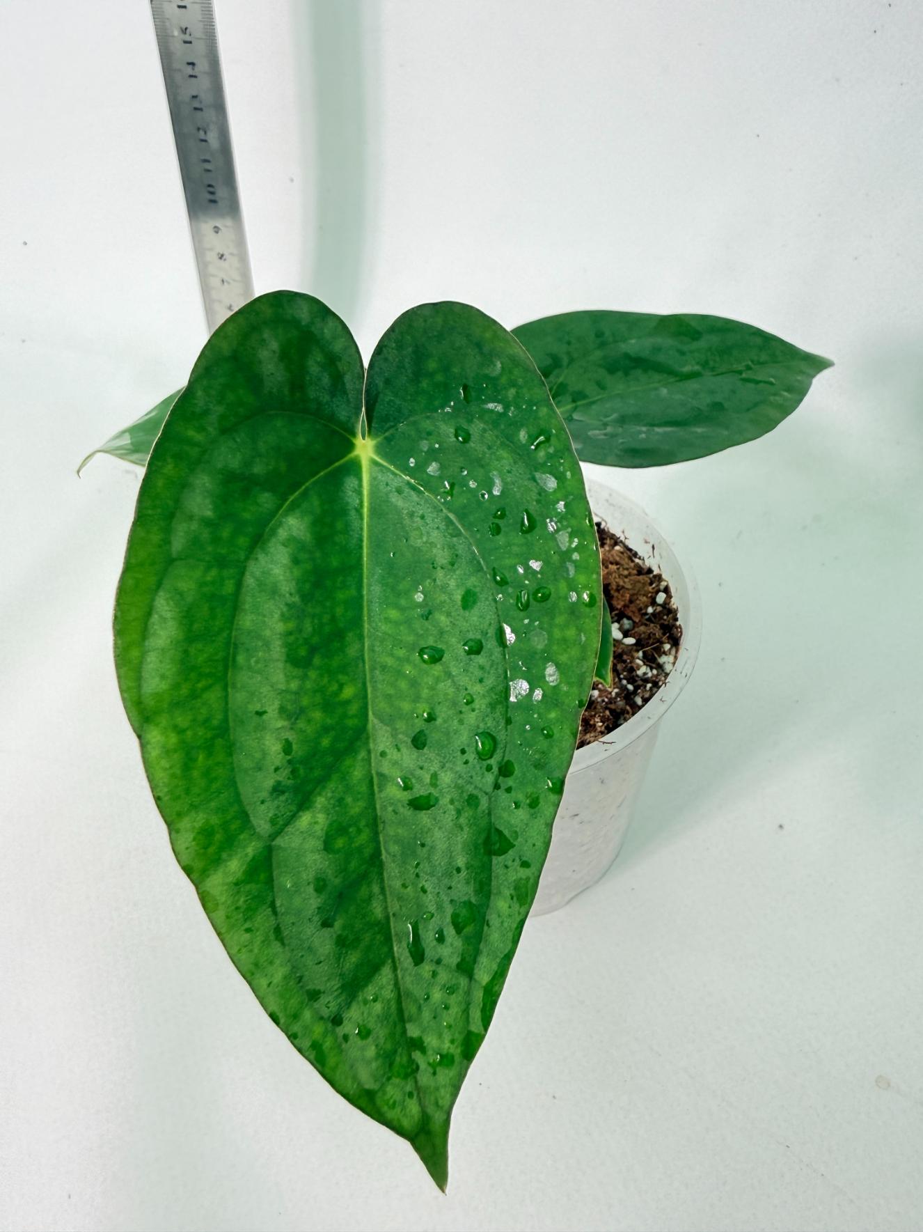 Anthurium Dark Phoenix 2
