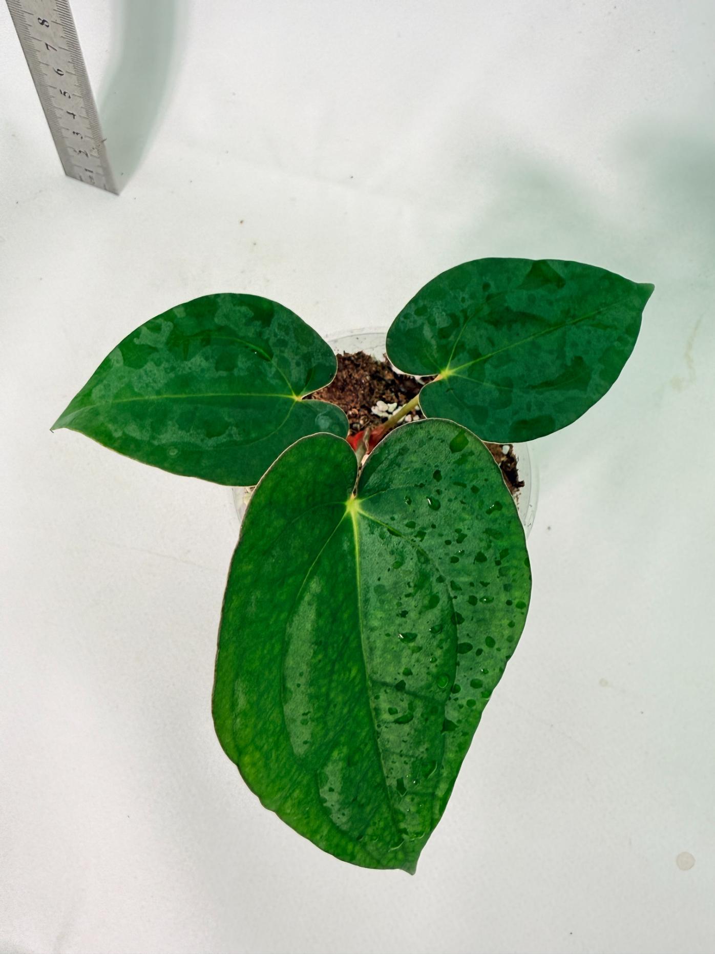Anthurium Dark Phoenix 4