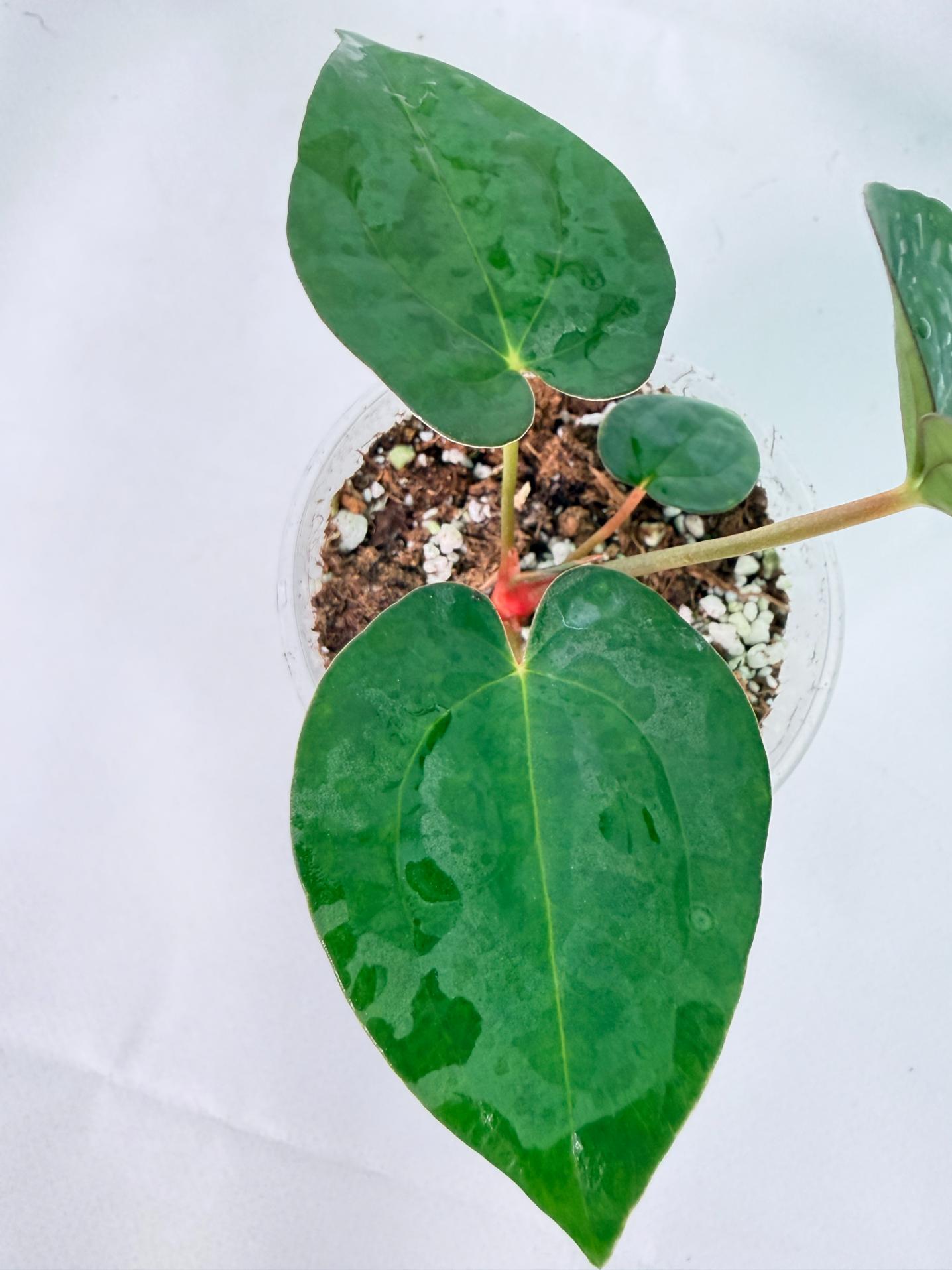 Anthurium Dark Phoenix 5