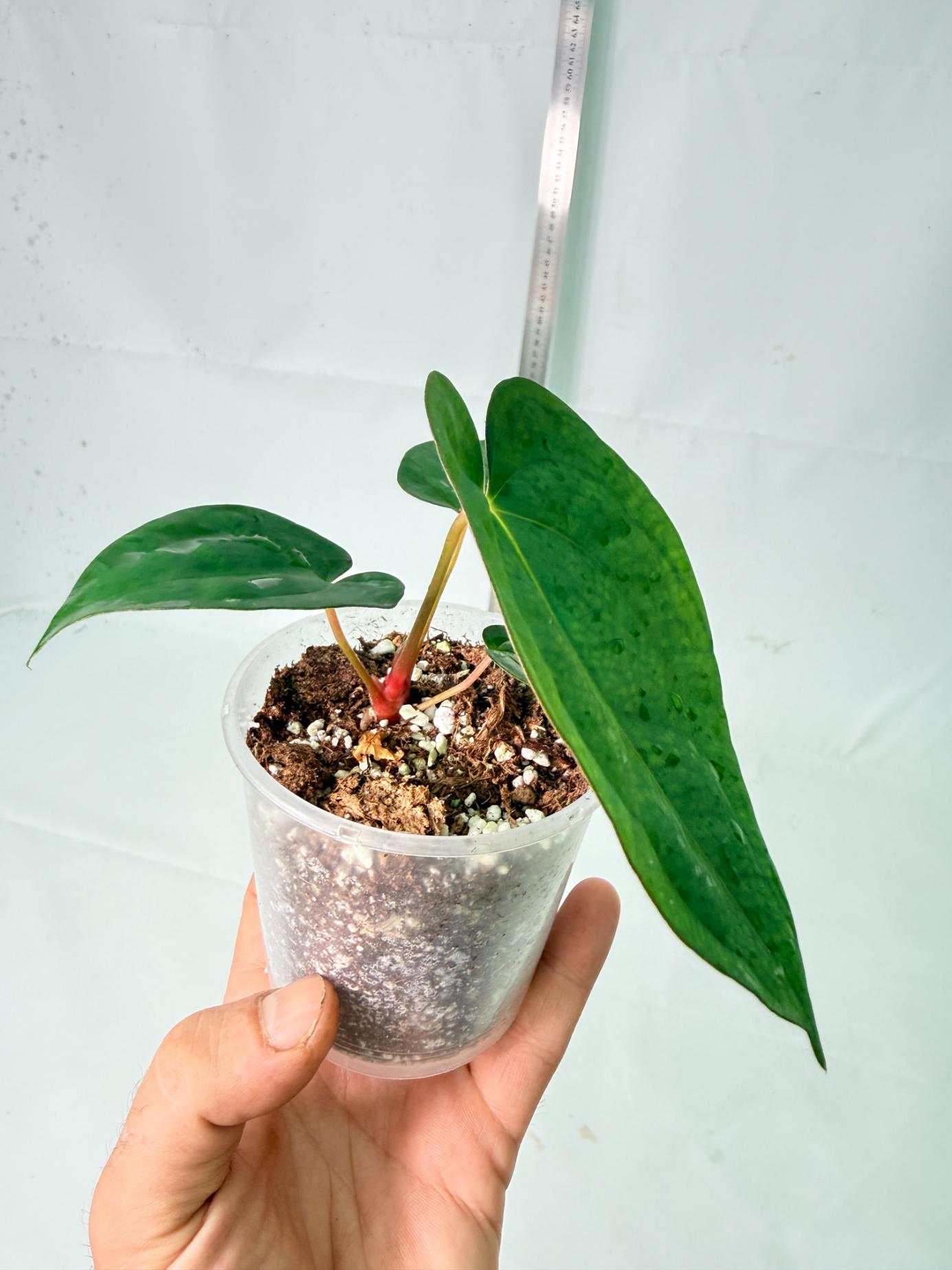 Anthurium Dark Phoenix 6