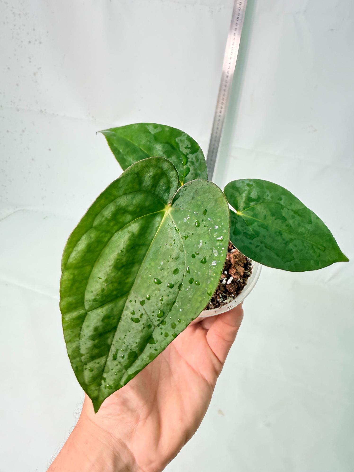 Anthurium Dark Phoenix 7