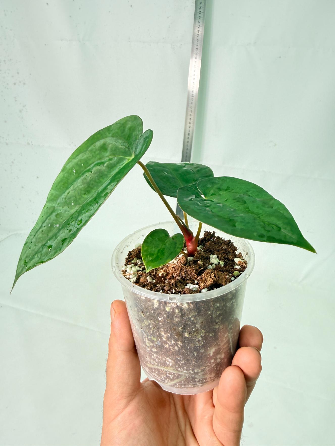 Anthurium Dark Phoenix 8