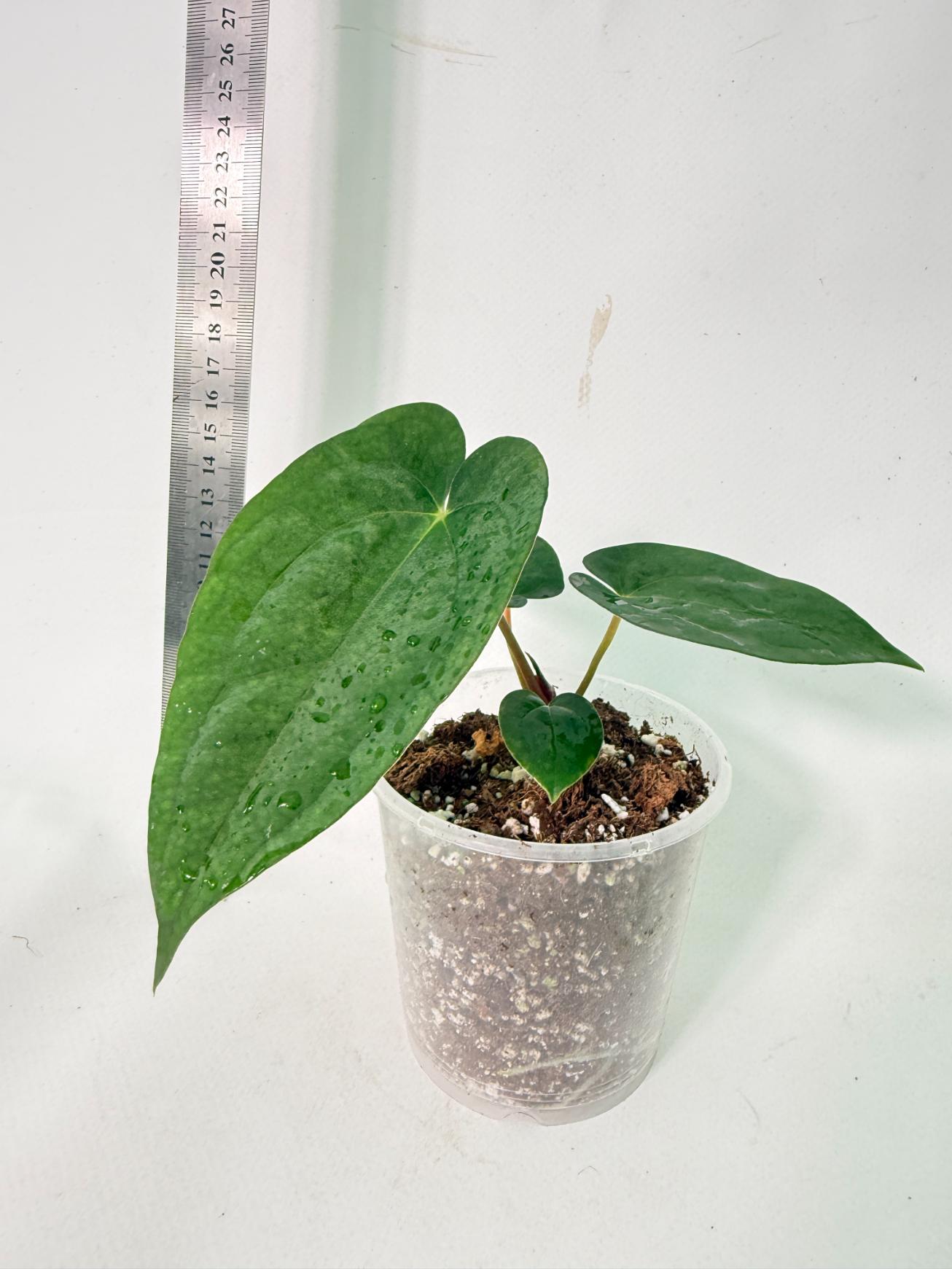 Anthurium Dark Phoenix 1
